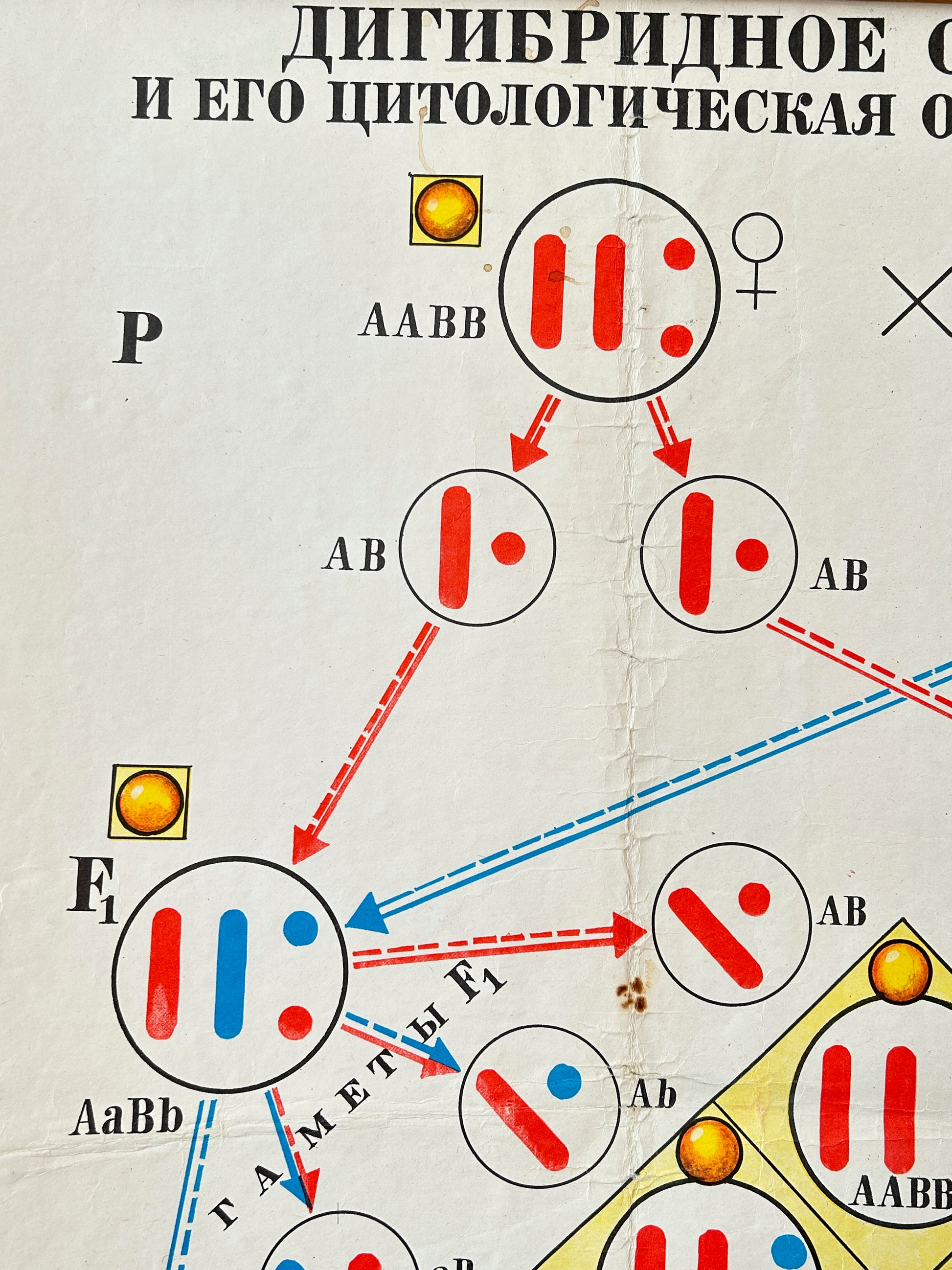 Mid Century Soviet vintage biology school chart - Dihybrid Cross in Pea Plants and its cytological basis, illustrating Mendel's Law of Independent Assortment