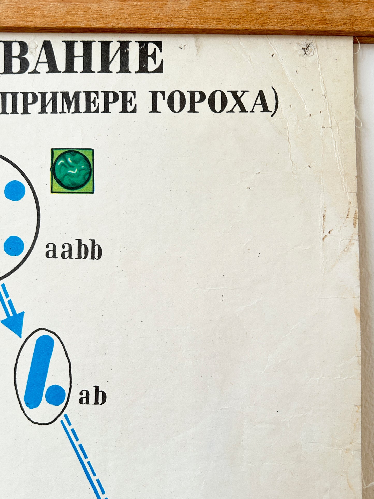 1978 Soviet Vintage Biology School Chart "Dihybrid Cross in PEA PLANTS" Paper On Linen, USSR Educational Diagram