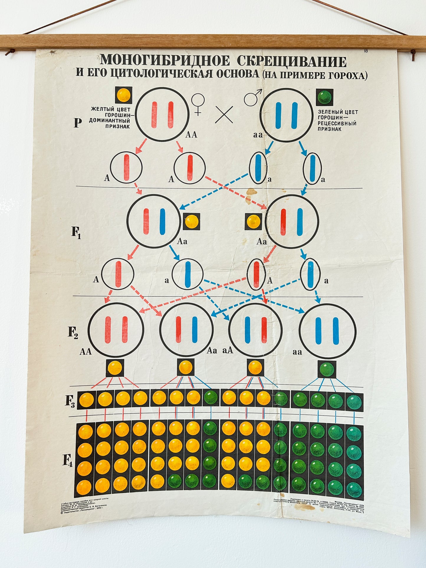 Soviet mid-century school chart  illustrating a monohybrid cross and its cytological basis using pea plants a classic example from Mendelian genetics. 1978 