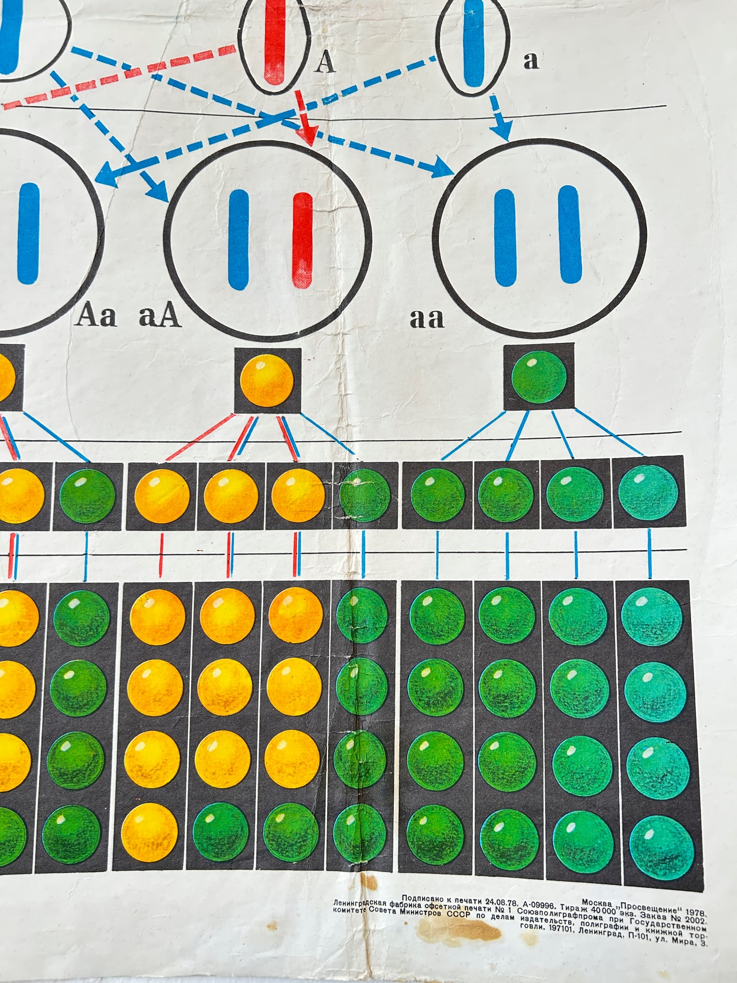 1978 Soviet Vintage Biology School Chart "Monohybrid Cross in PEA PLANTS" Paper On Linen, USSR Educational Diagram