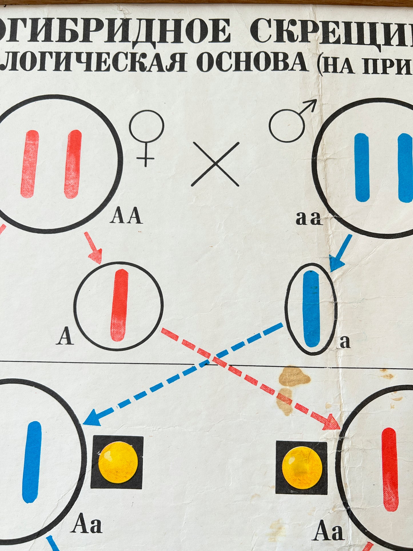 1978 Soviet Vintage Biology School Chart "Monohybrid Cross in PEA PLANTS" Paper On Linen, USSR Educational Diagram