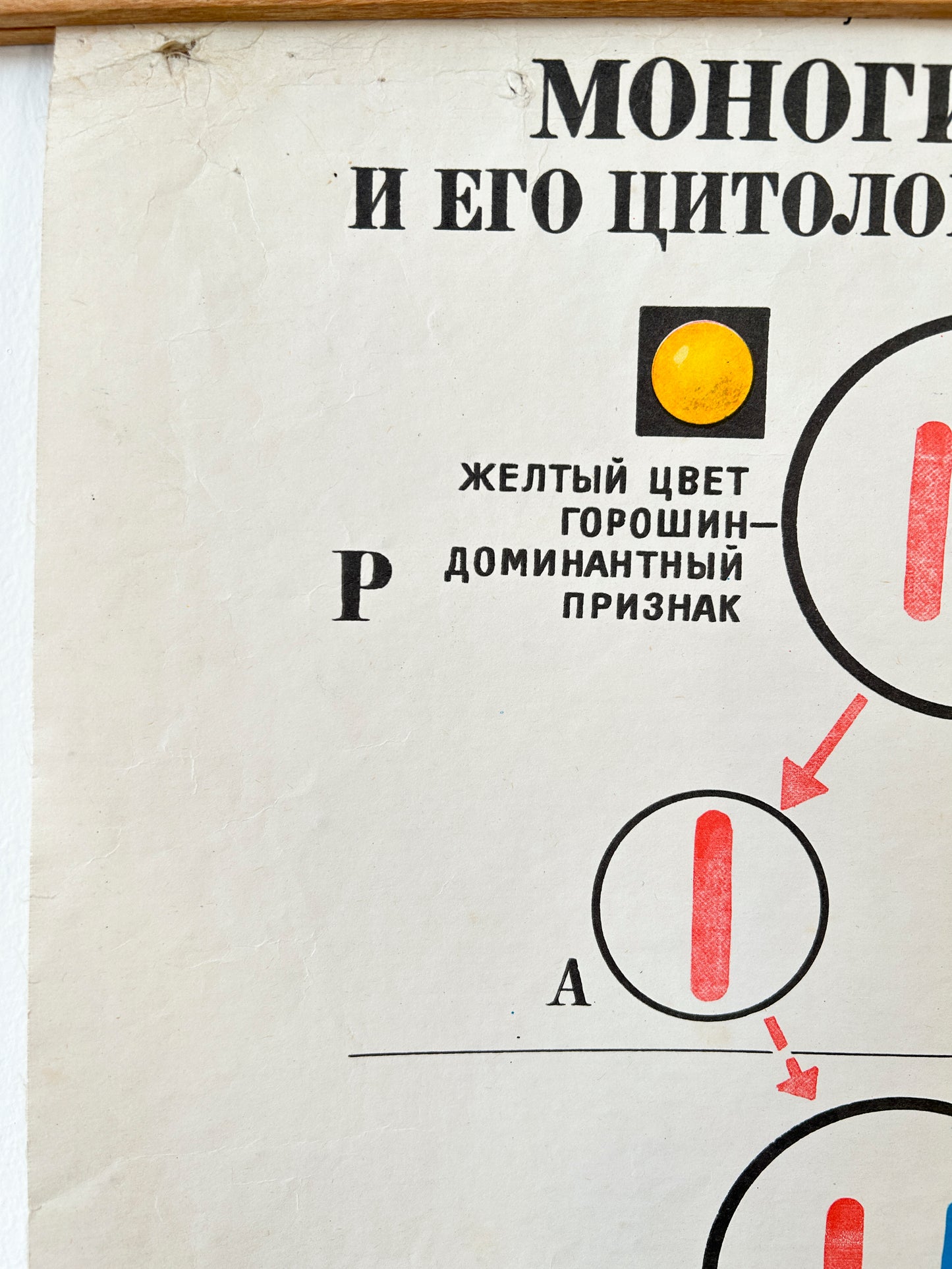 1978 Soviet Vintage Biology School Chart "Monohybrid Cross in PEA PLANTS" Paper On Linen, USSR Educational Diagram