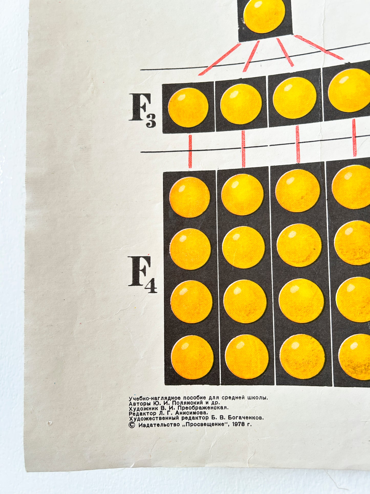 Detail of Soviet mid-century school chart  illustrating a monohybrid cross and its cytological basis using pea plants a classic example from Mendelian genetics