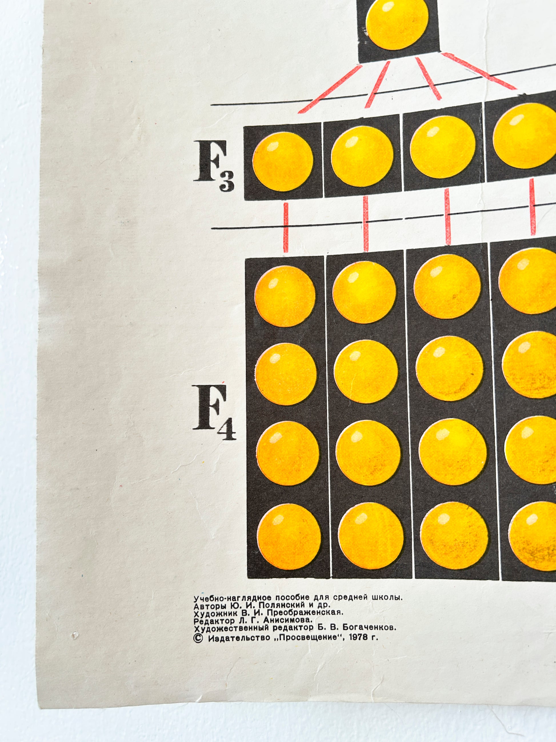 Detail of Soviet mid-century school chart  illustrating a monohybrid cross and its cytological basis using pea plants a classic example from Mendelian genetics