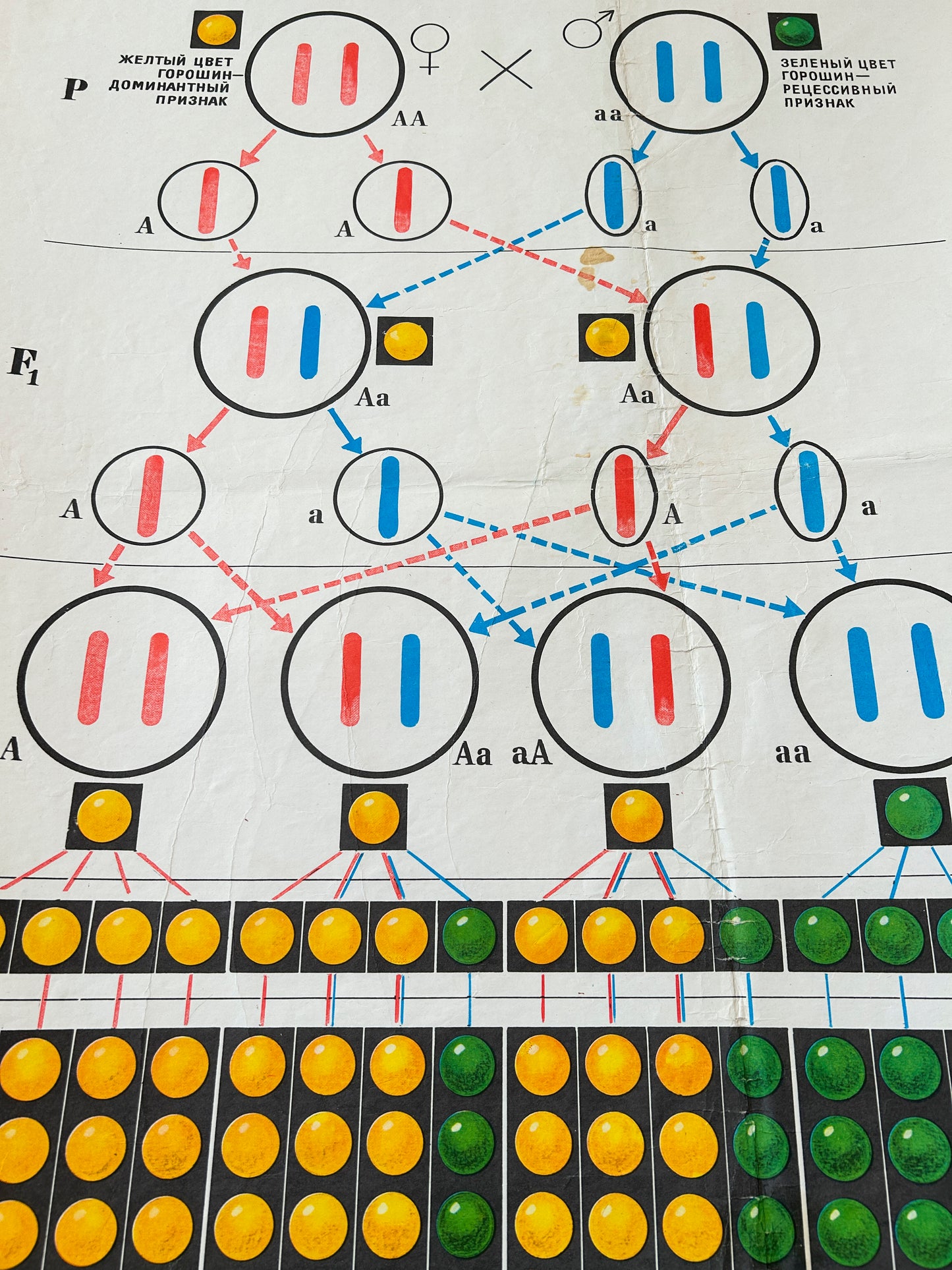 detail from Soviet mid-century school chart  illustrating a monohybrid cross and its cytological basis using pea plants a classic example from Mendelian genetics