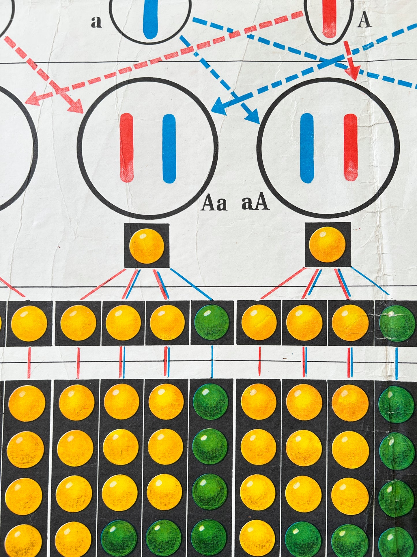 Detail close up Soviet mid-century school chart  illustrating a monohybrid cross and its cytological basis using pea plants a classic example from Mendelian genetics