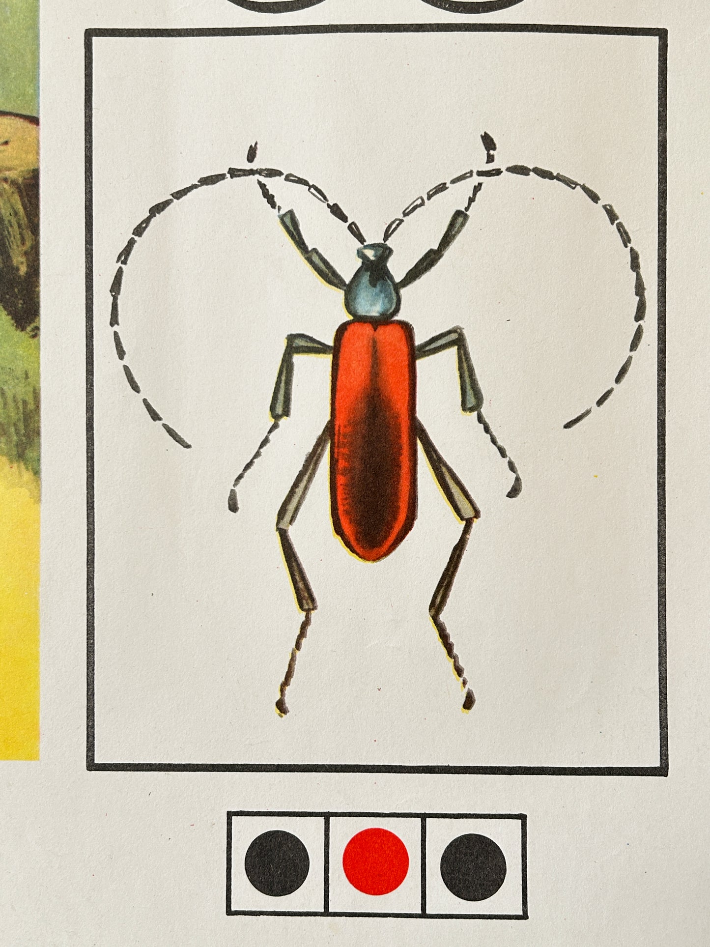 A detail of a USSR vintage poster – an illustration of a beetle with a bright red-orange body, black and gray legs and antennae above the phonetic diagram.