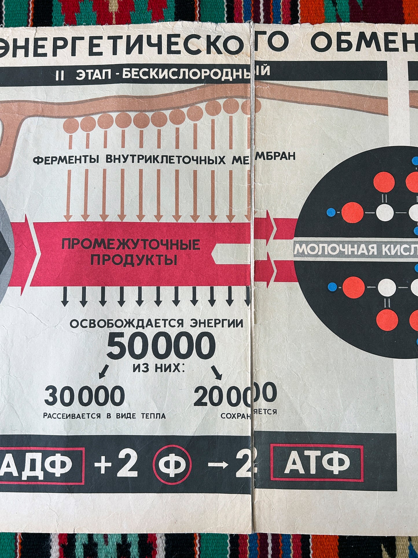 1968 Soviet Vintage Large Biology School Chart "CARBOHYDRATE METABOLISM" Paper On Linen, USSR Mid Century Educational Poster