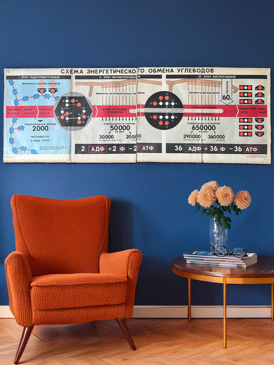 large soviet vintage biology school chart on a wall in a mid-century-style room, armchair, coffee table with flowers and books. Large poster carbohydrate metabolism from 1968