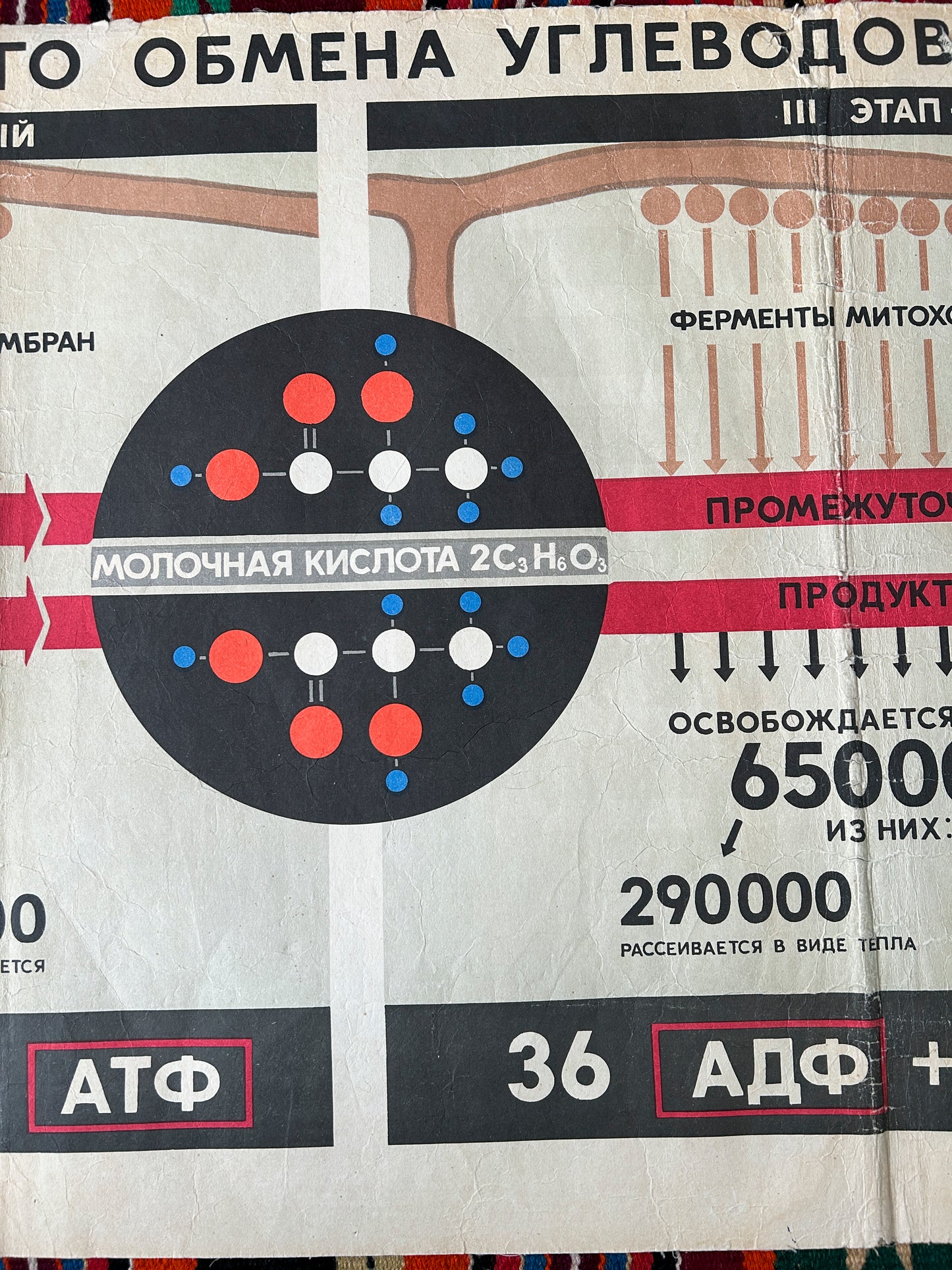 1968 Soviet Vintage Large Biology School Chart "CARBOHYDRATE METABOLISM" Paper On Linen, USSR Mid Century Educational Poster