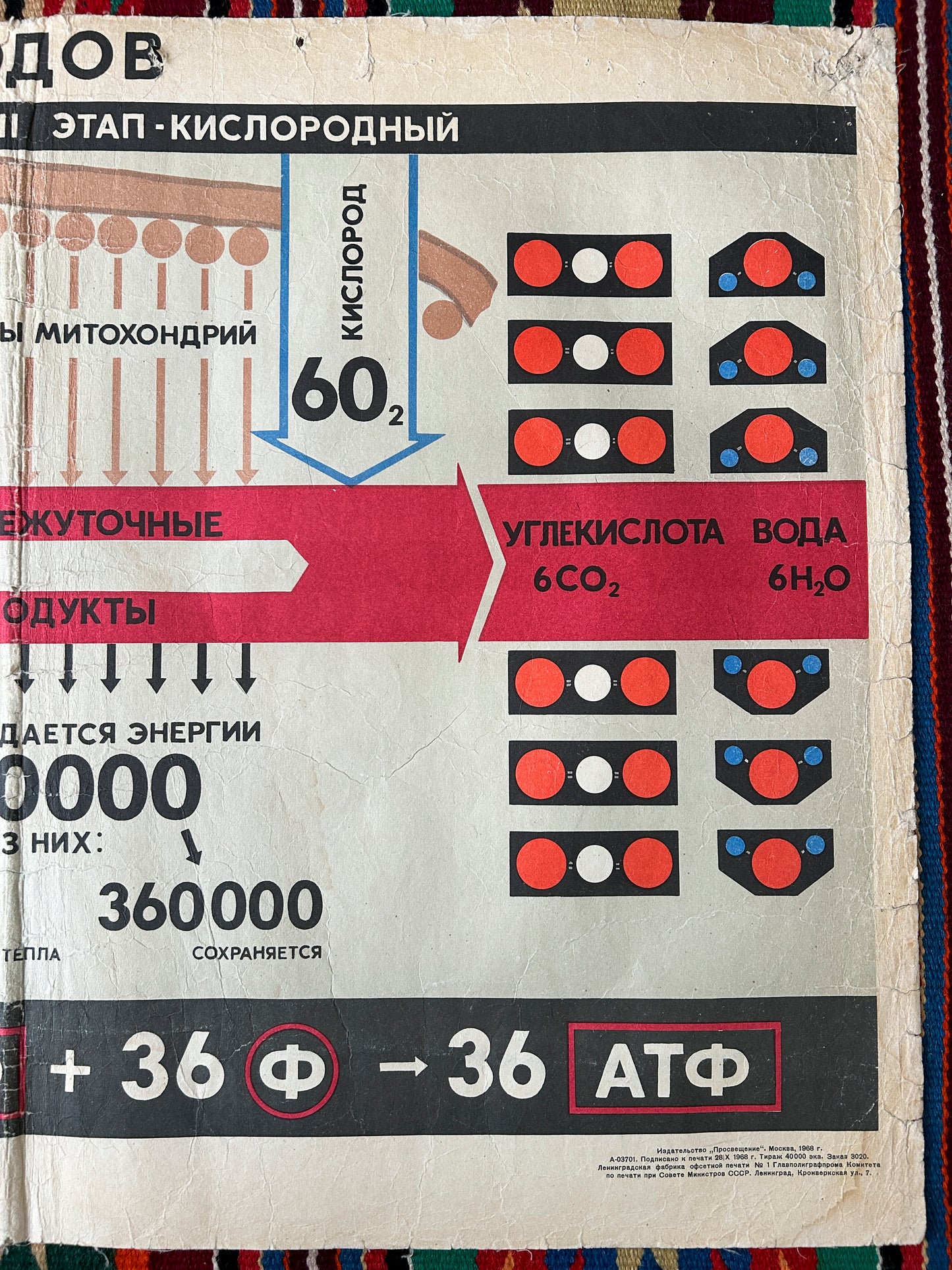 1968 Soviet Vintage Large Biology School Chart "CARBOHYDRATE METABOLISM" Paper On Linen, USSR Mid Century Educational Poster