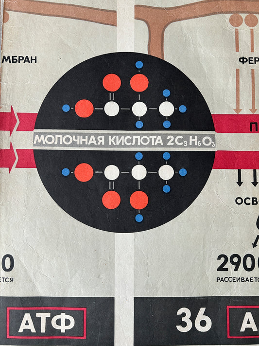 Detail of a large Soviet vintage biology school chart carbohydrate metabolism from 1968