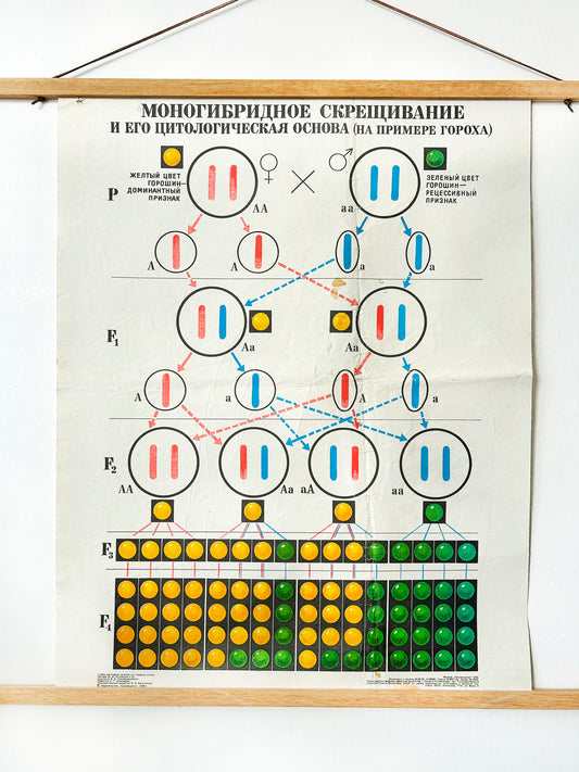 Soviet mid-century school chart  illustrating a monohybrid cross and its cytological basis using pea plants a classic example from Mendelian genetics