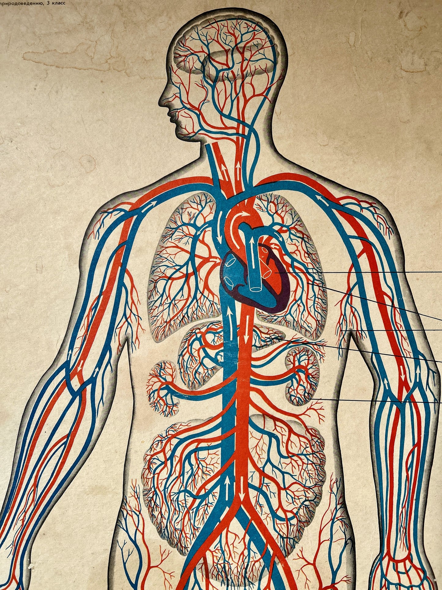 Detail of a USSR educational poster: An anatomical illustration of a human torso showing the circulatory system with red and blue blood vessels, heart, lungs, and internal organs.