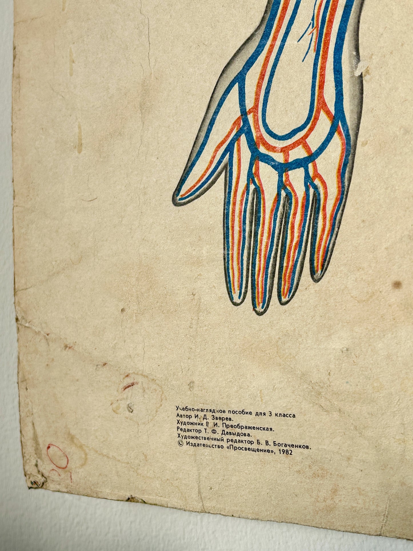 Vintage anatomical print of a human hand showing blue veins and red nerves on aged beige paper with Cyrillic text at the bottom.