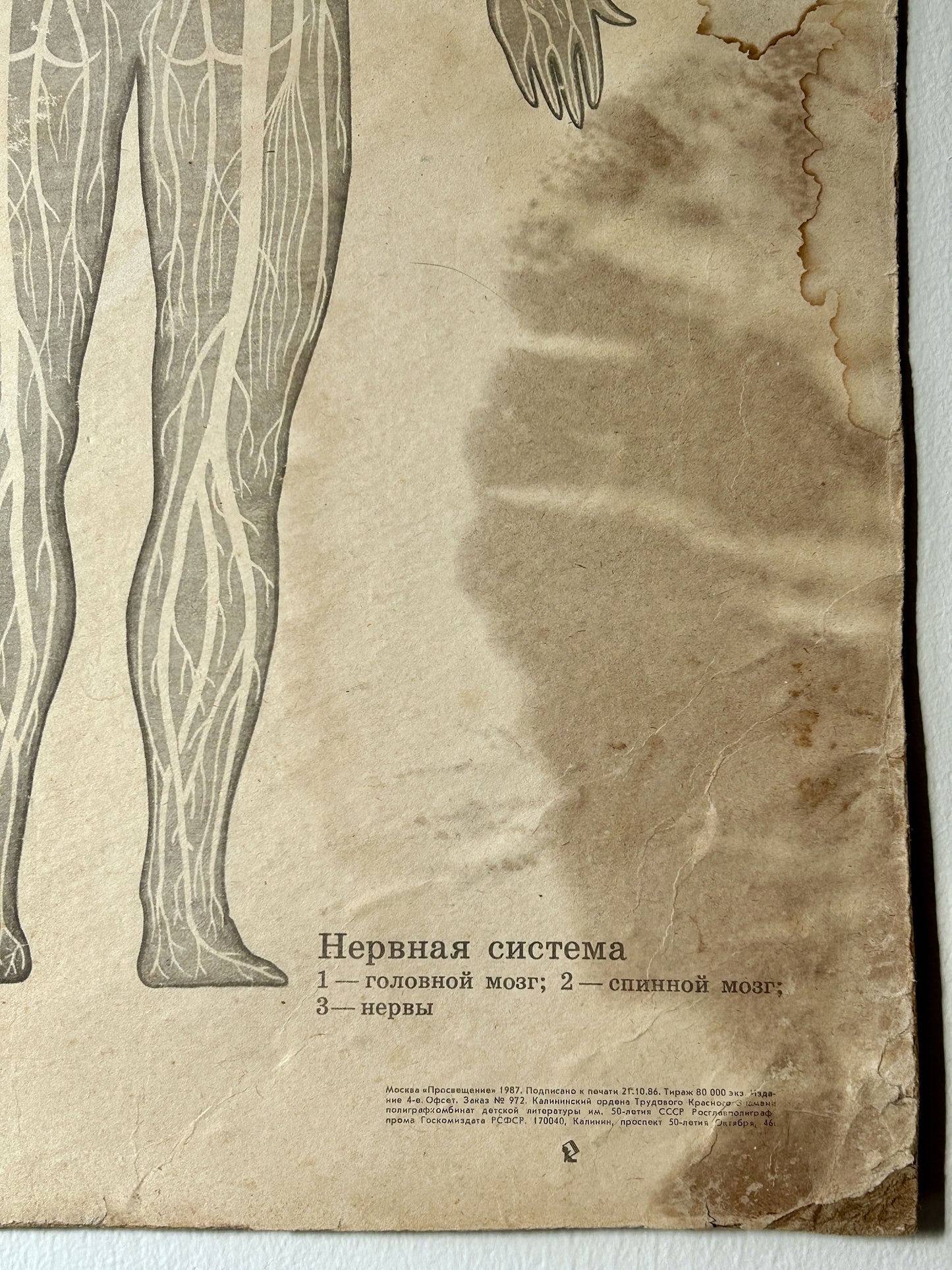 1982 Original Soviet Vintage School Chart On Human Anatomy (Nerves & Blood) + Arctic Wildlife Scene on Reverse | Double Sided Biology & Nature Ussr Poster