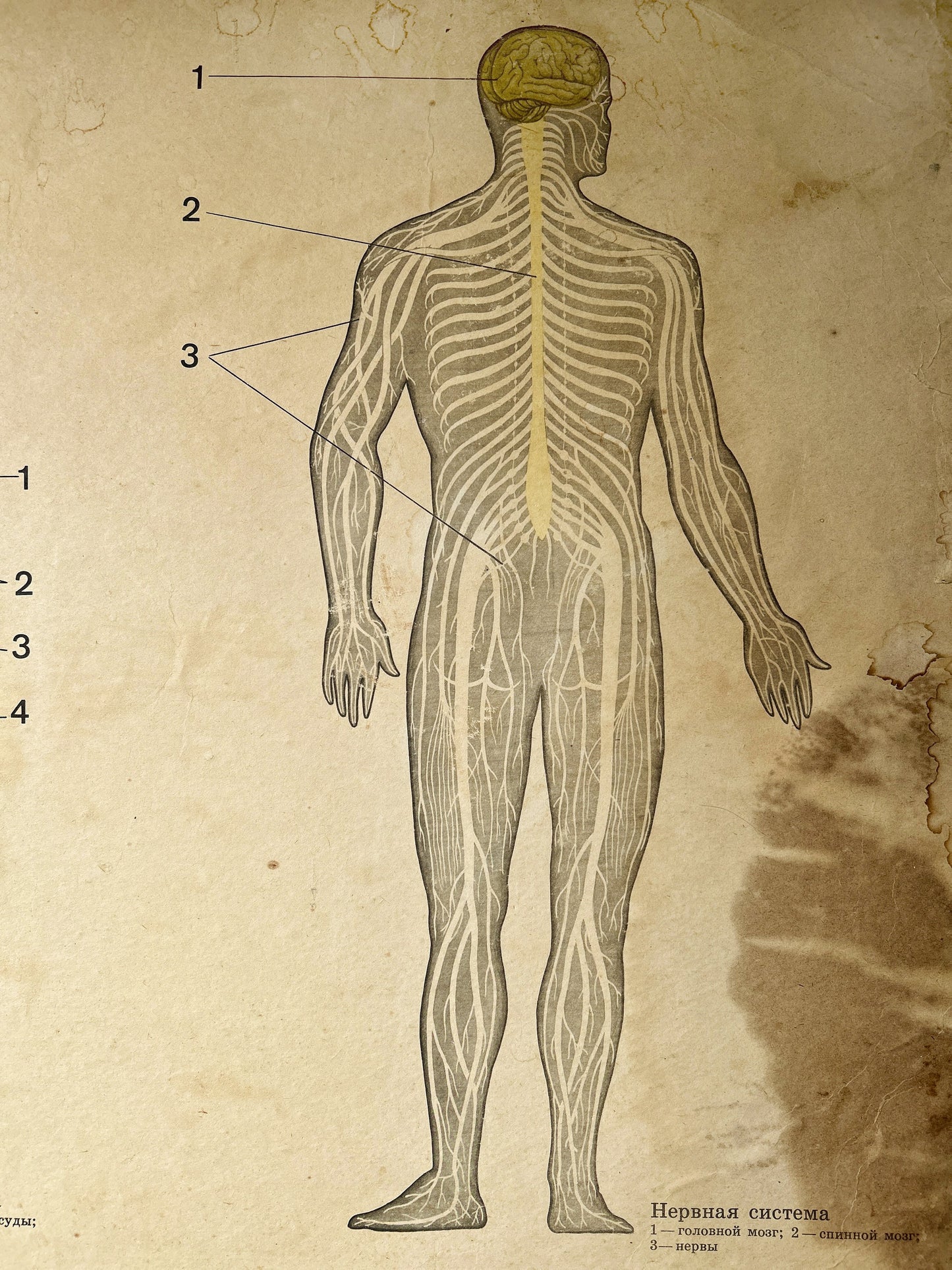 USSR vintage anatomical illustration of a human figure from the back, showing the nervous system – a detail of a large educational school chart.