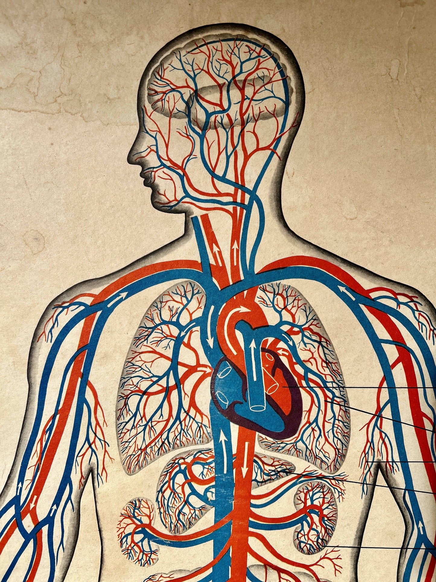 Detail of a USSR vintage educational poster – an anatomical illustration of a human head and upper torso showing detailed red and blue blood vessels and the heart.