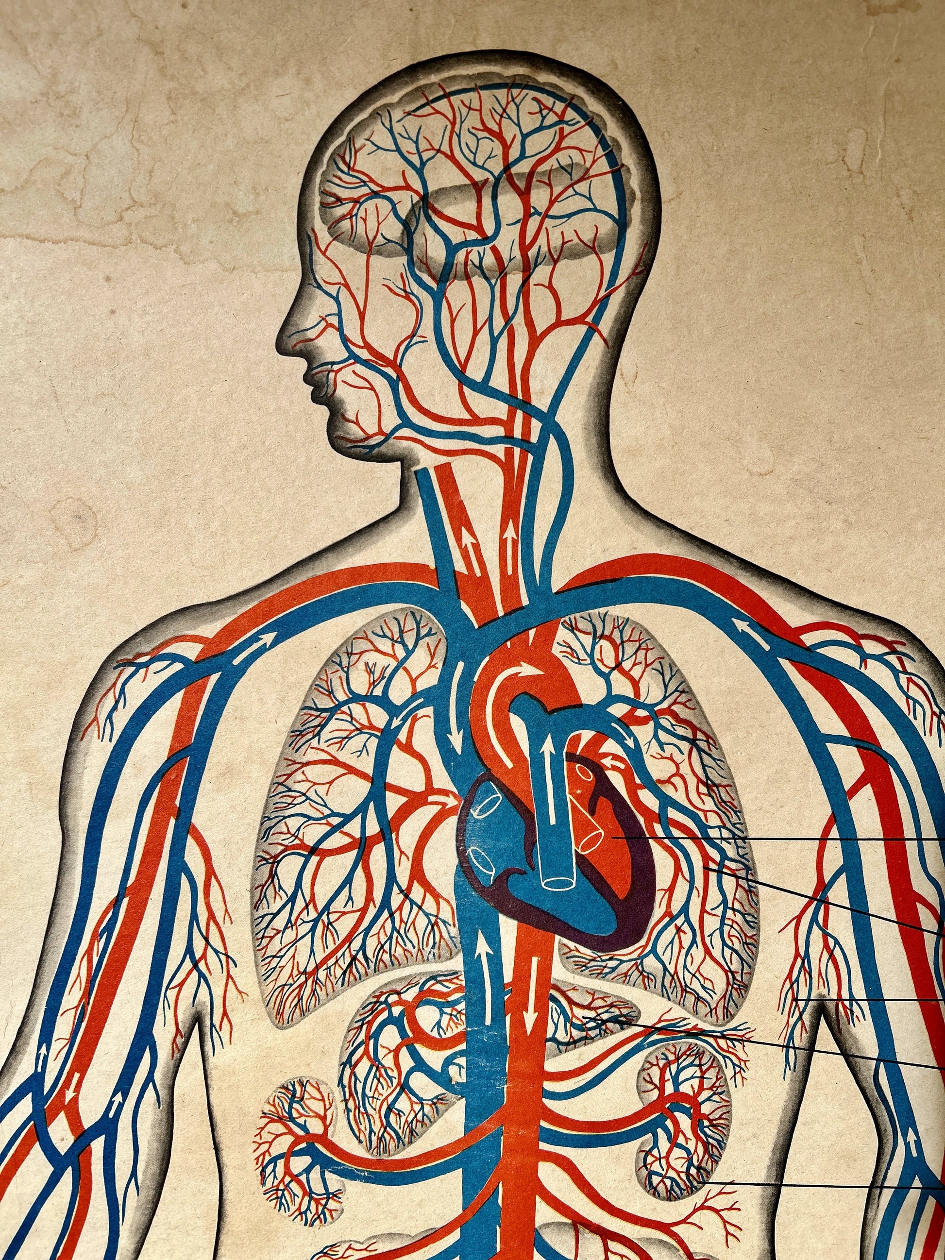 Detail of a USSR vintage educational poster – an anatomical illustration of a human head and upper torso showing detailed red and blue blood vessels and the heart.