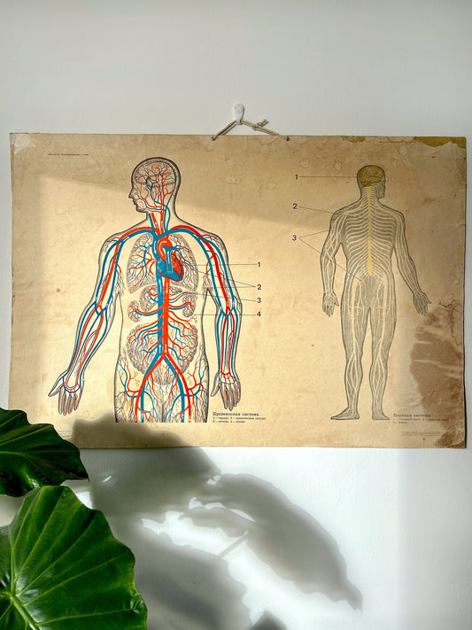 An antique Soviet educational anatomical chart / poster on thick card illustrating human anatomy, blood circulation and the nervous system. 