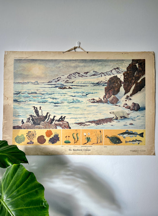 An original USSR vintage educational poster illustrating a polar landscape: icy waters, snowy mountains, rocks, birds, and a polar bear, with a yellow band of marine organisms along the bottom. 