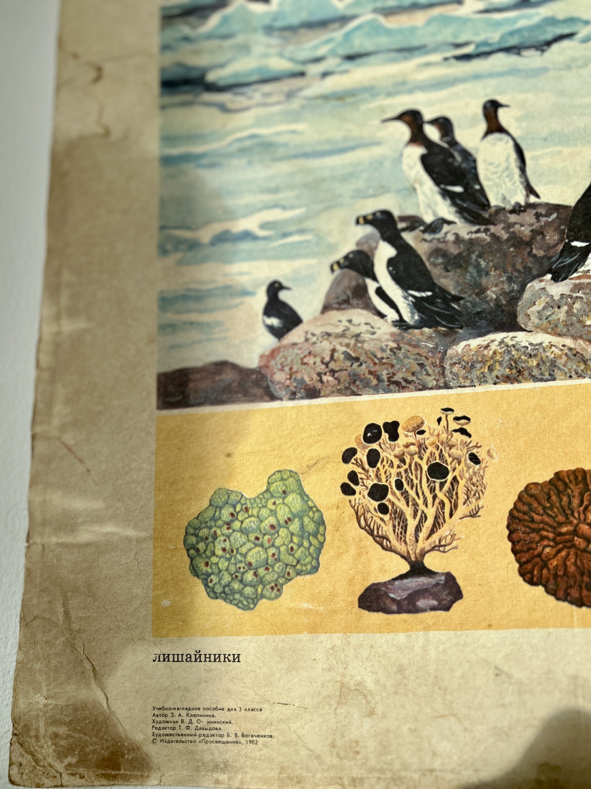 Detail of an USSR scientific poster – illustration print featuring penguins on rocks above a panel with lichen botanical illustrations, printed on thick card with russian text.