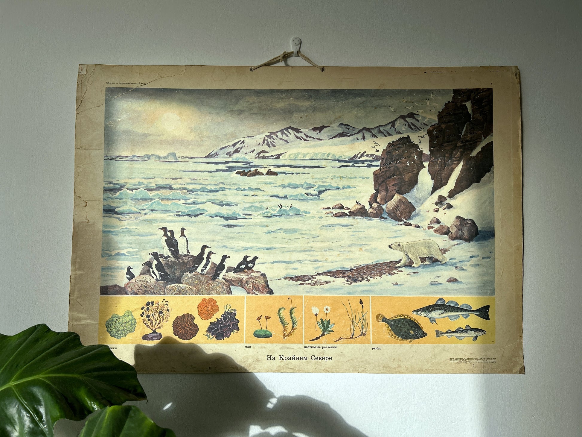 An original USSR vintage educational poster illustrating Nortern polar landscape: icy waters, snowy mountains, rocks, birds, and a polar bear, with a yellow band of marine organisms along the bottom. 