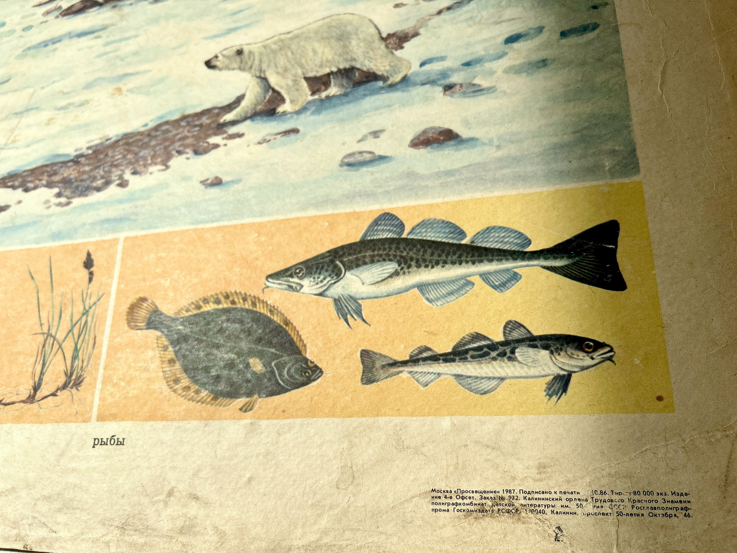 Detail of a USSR vintage educational poster showing polar bears in icy water above panels of fish, including a perch and two types of bass.