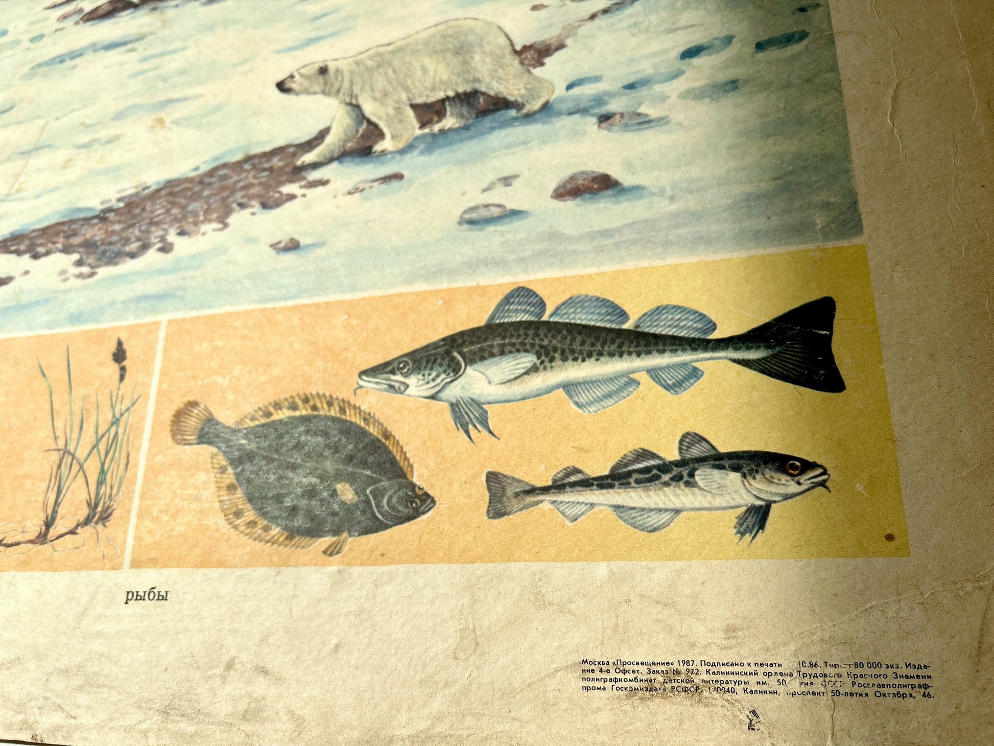 Detail of a USSR vintage educational poster showing polar bears in icy water above panels of fish, including a perch and two types of bass.
