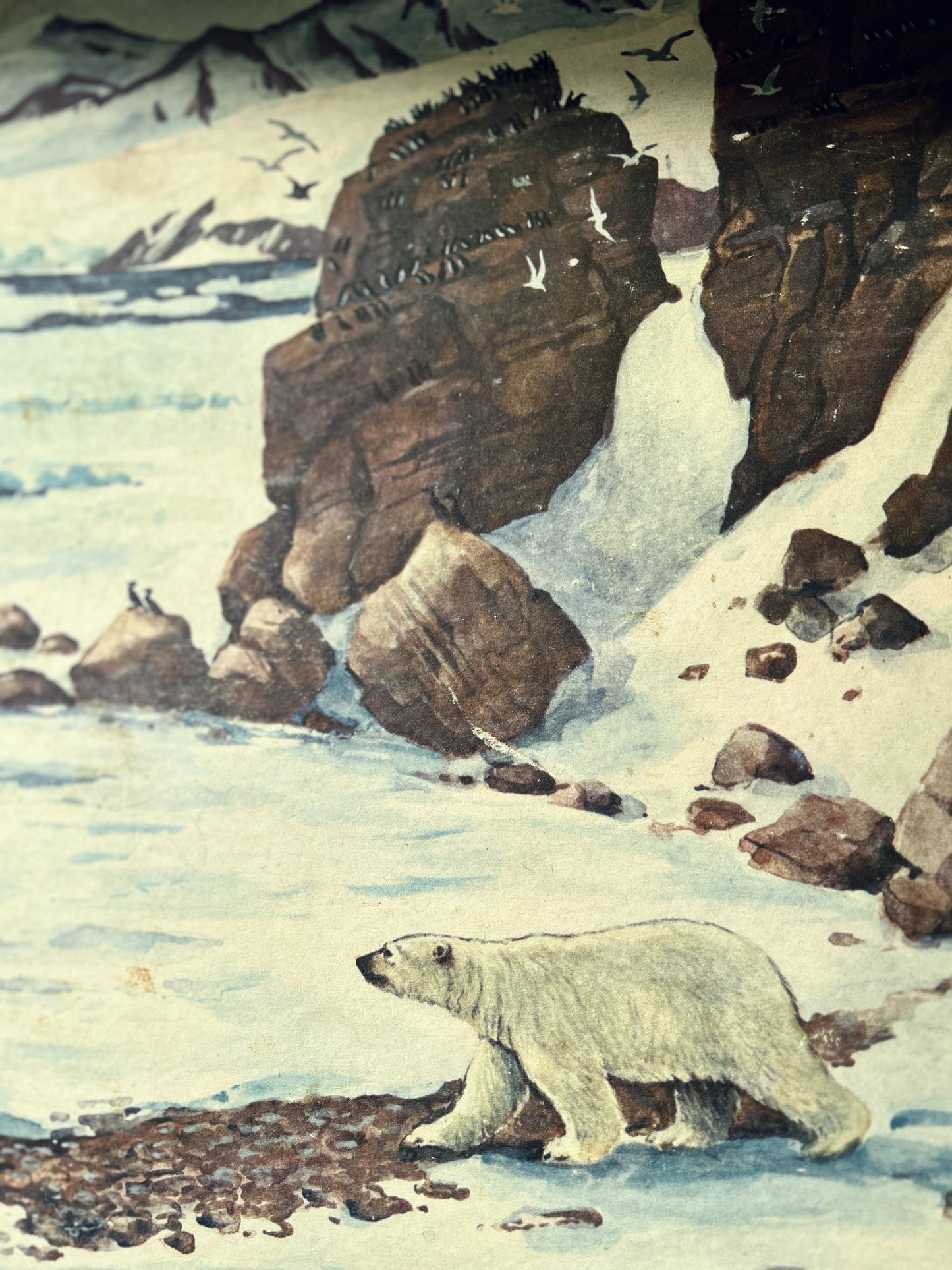 A watercolor polar bear scene showing a white polar bear walking along icy water near rocky cliffs and snowy slopes, with birds in the sky - detail of a USSR educationl school poster.