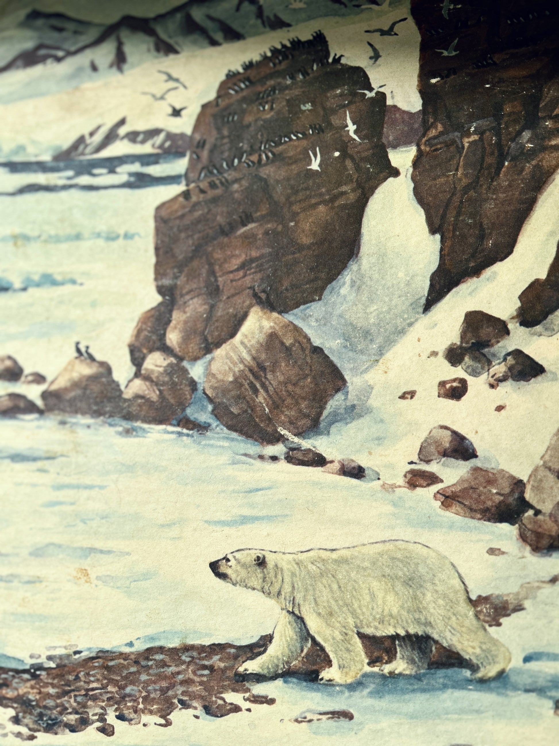 A watercolor polar bear scene showing a white polar bear walking along icy water near rocky cliffs and snowy slopes, with birds in the sky - detail of a USSR educationl school poster.