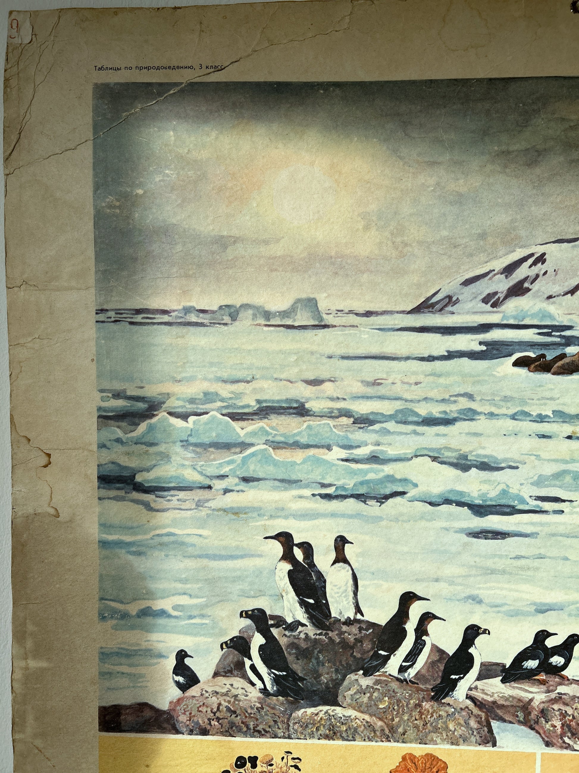 Detail of USSR vintage educational poster depicting a polar landscape print showing penguins on rocks in icy water with snowy mountains under a pale sky, mounted on a beige paper background.
