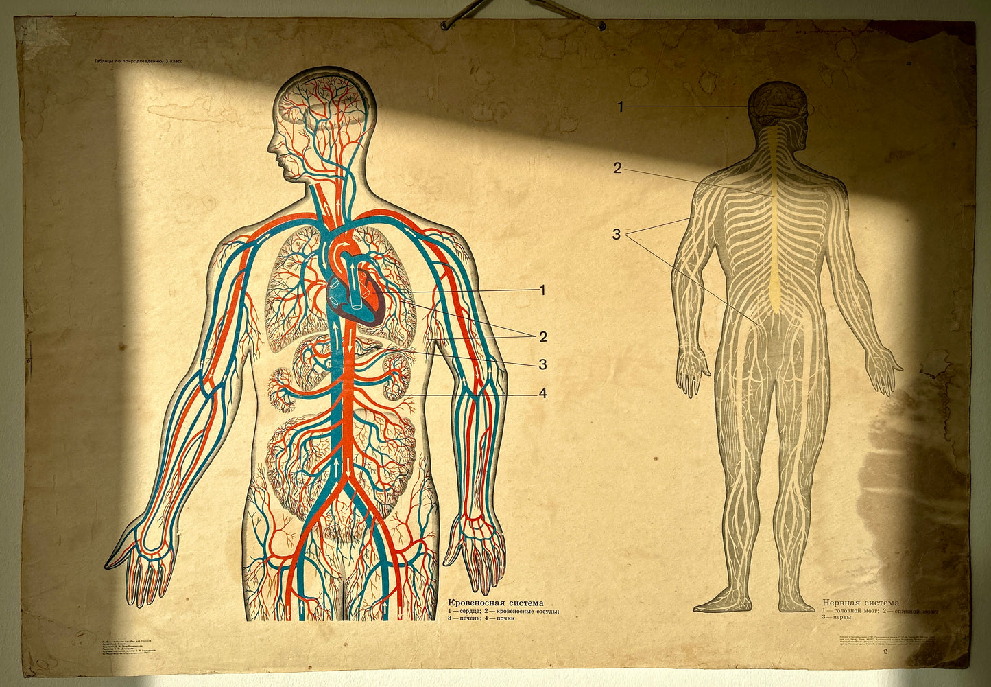 Original USSR vintage anatomical wall chart showing human blood circulation and nervous systems.