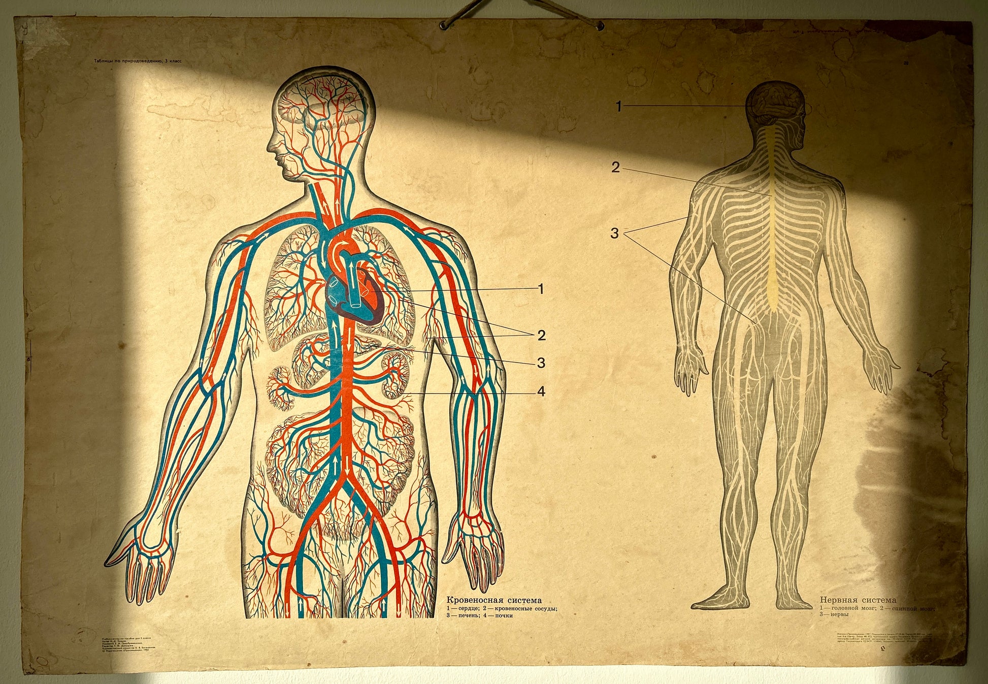 Original USSR vintage anatomical wall chart showing human blood circulation and nervous systems.
