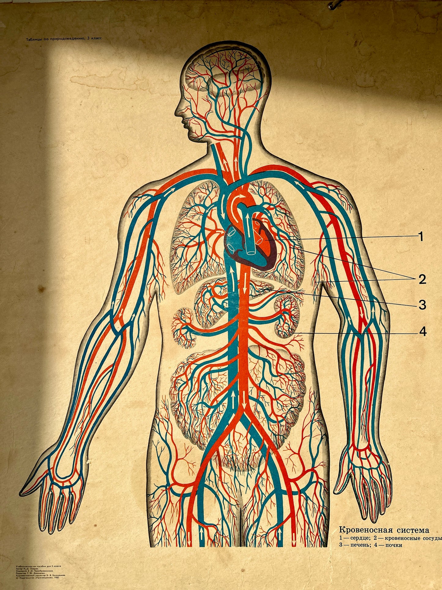 USSR vintage anatomical educational poster of the human circulatory system, showing a side profile of a human figure with red and blue blood vessels and numbered labels on an aged beige paper background.