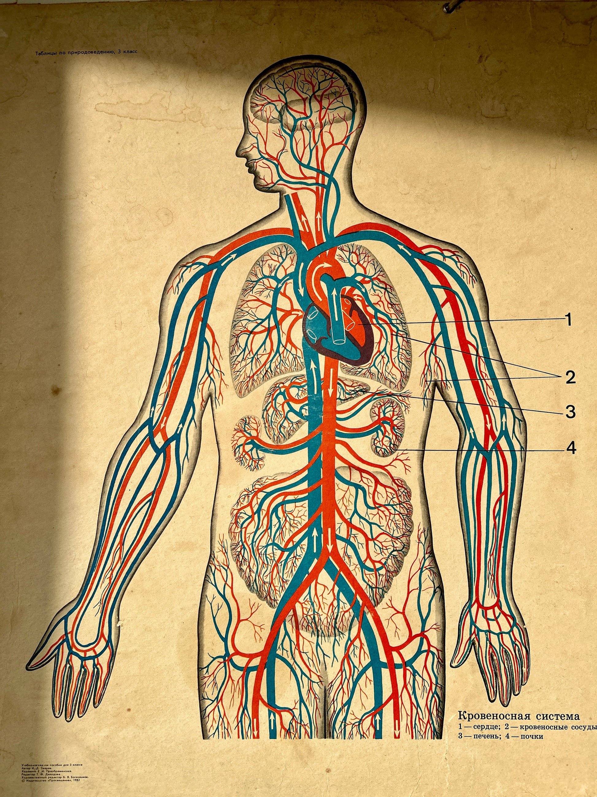 USSR vintage anatomical educational poster of the human circulatory system, showing a side profile of a human figure with red and blue blood vessels and numbered labels on an aged beige paper background.