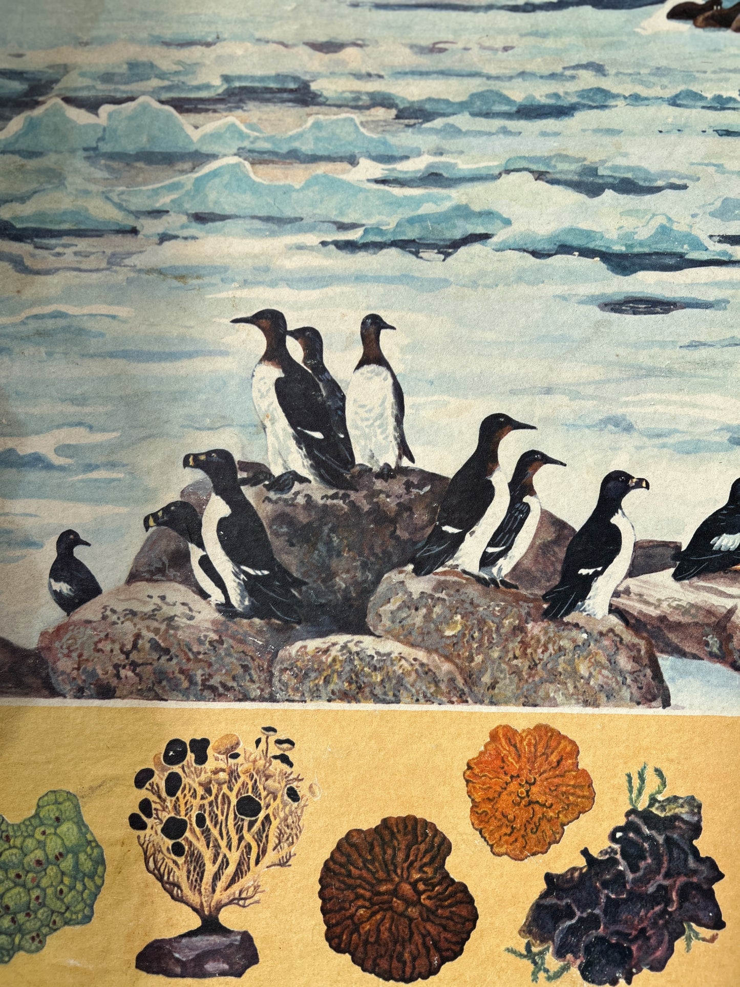 A detail of an original USSR vintage educational poster illustrating a polar landscape with penguins on rocks in front of icy waters with species of marine organisms along the bottom. 