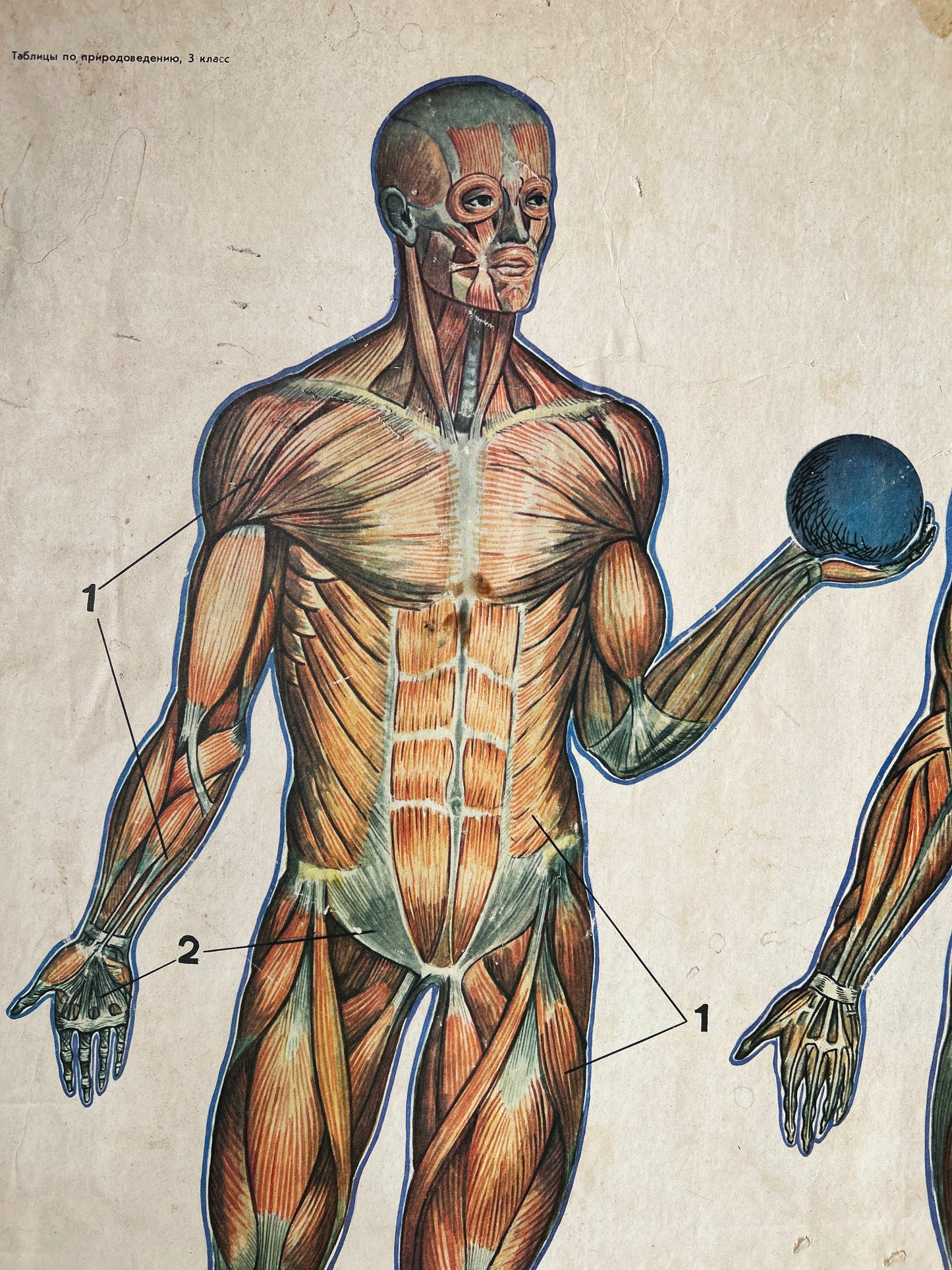 Soviet vintage anatomy poster depicting anatomy of human body: muscles 