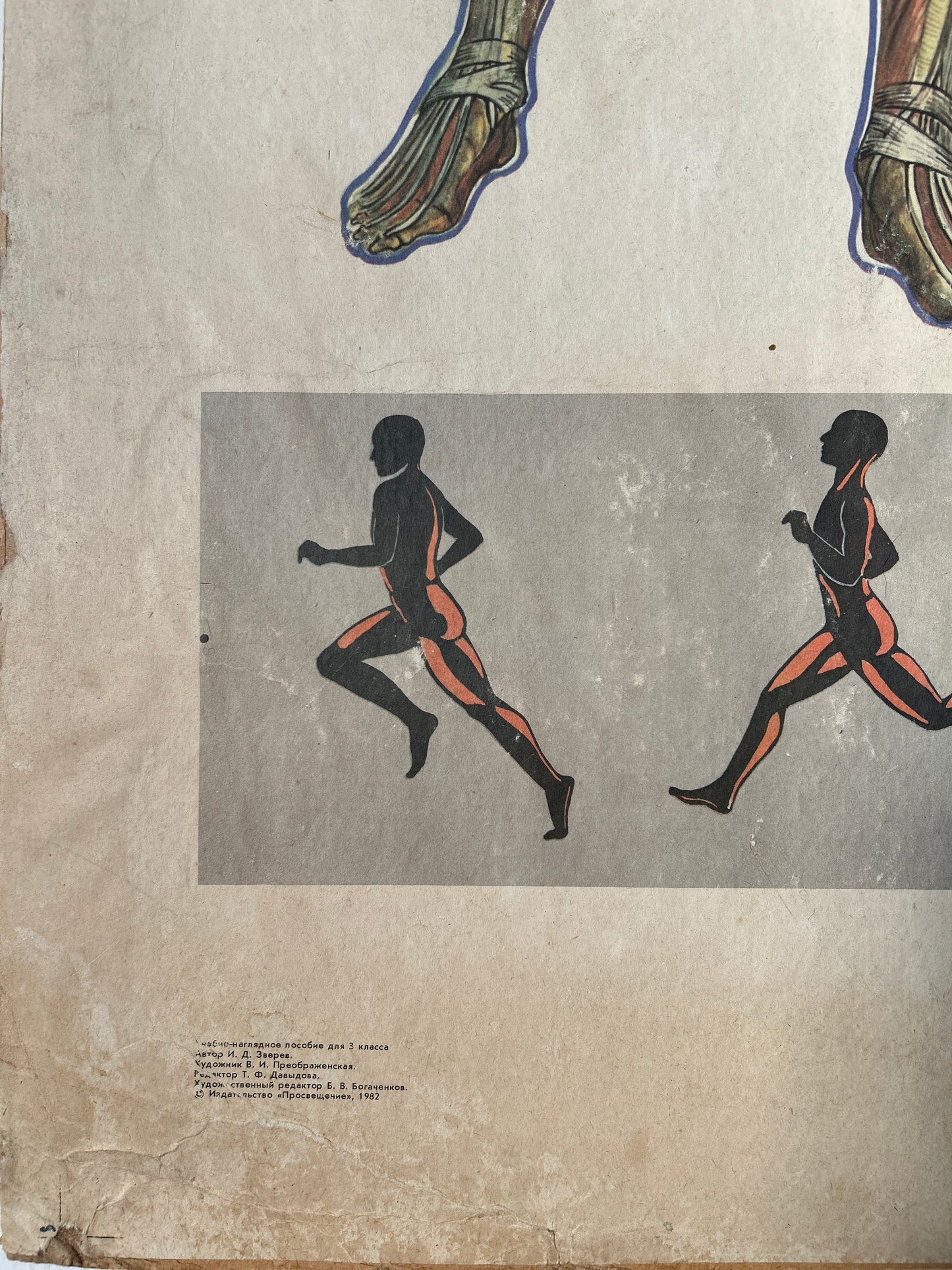 corner of a soviet vintage anatomy poster depicting humans running and highligts muscles that are engaged 