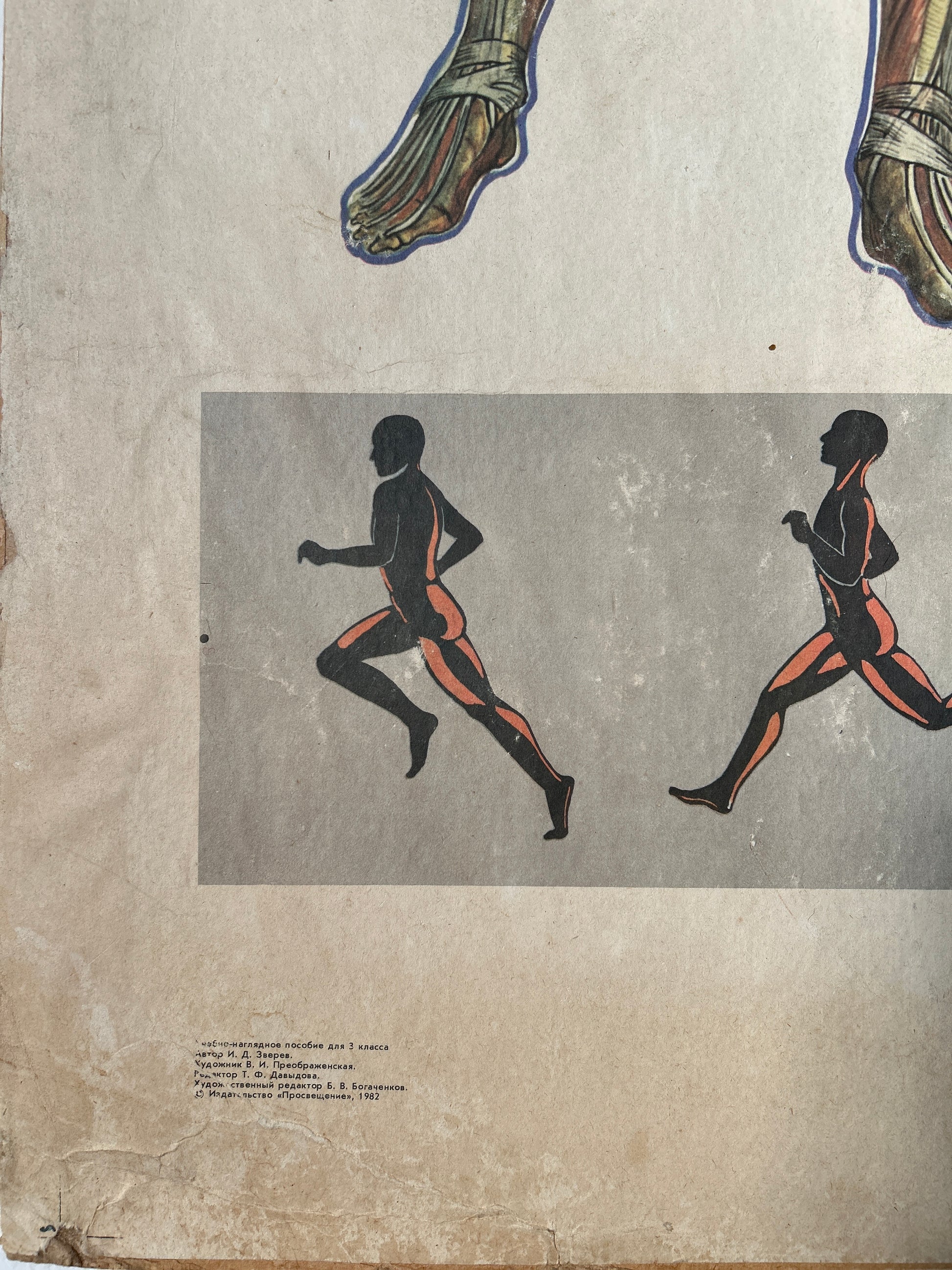 corner of a soviet vintage anatomy poster depicting humans running and highligts muscles that are engaged 