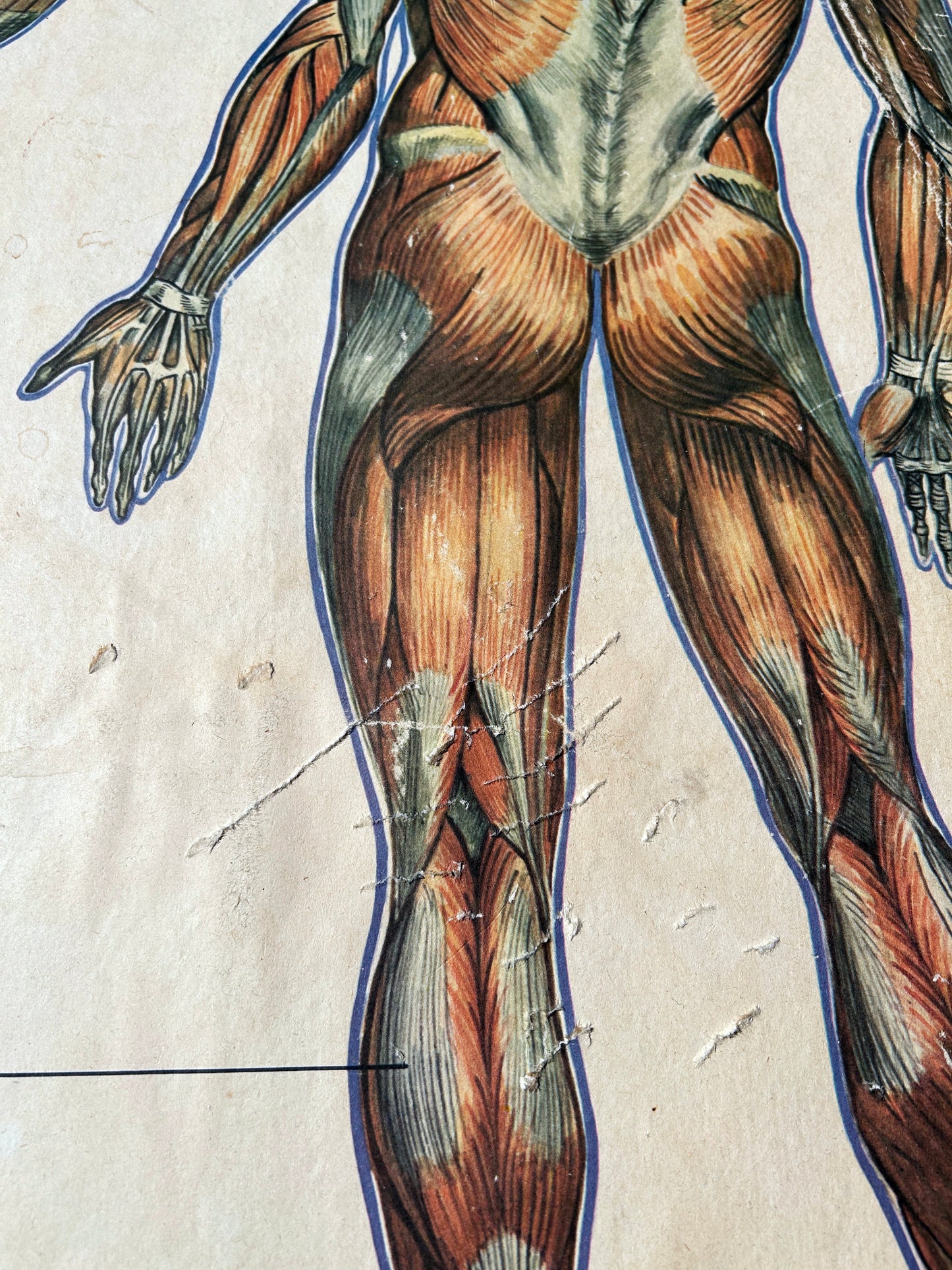 detail of a soviet vintage poster: human anatomy butt muscles