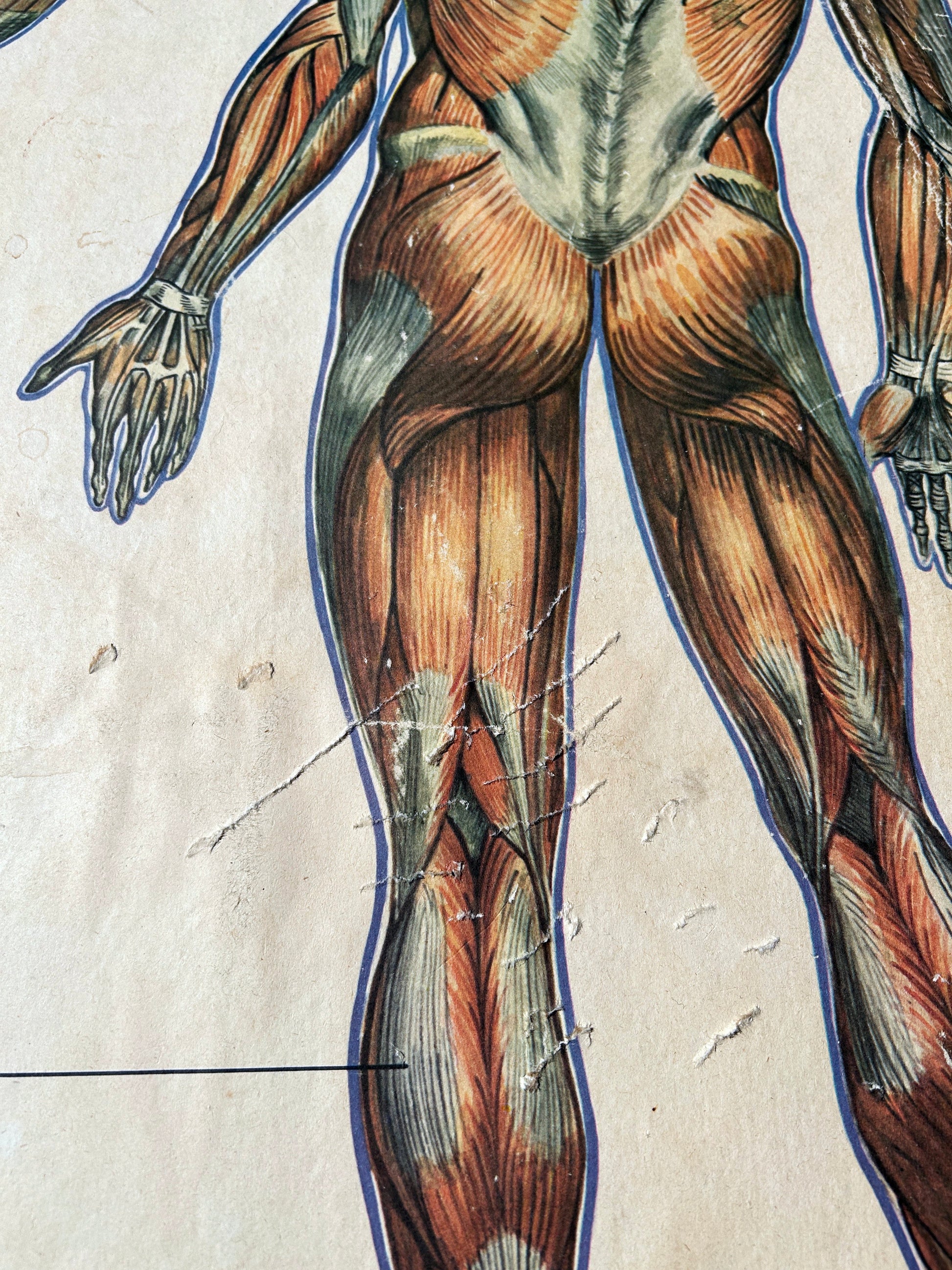 detail of a soviet vintage poster: human anatomy butt muscles