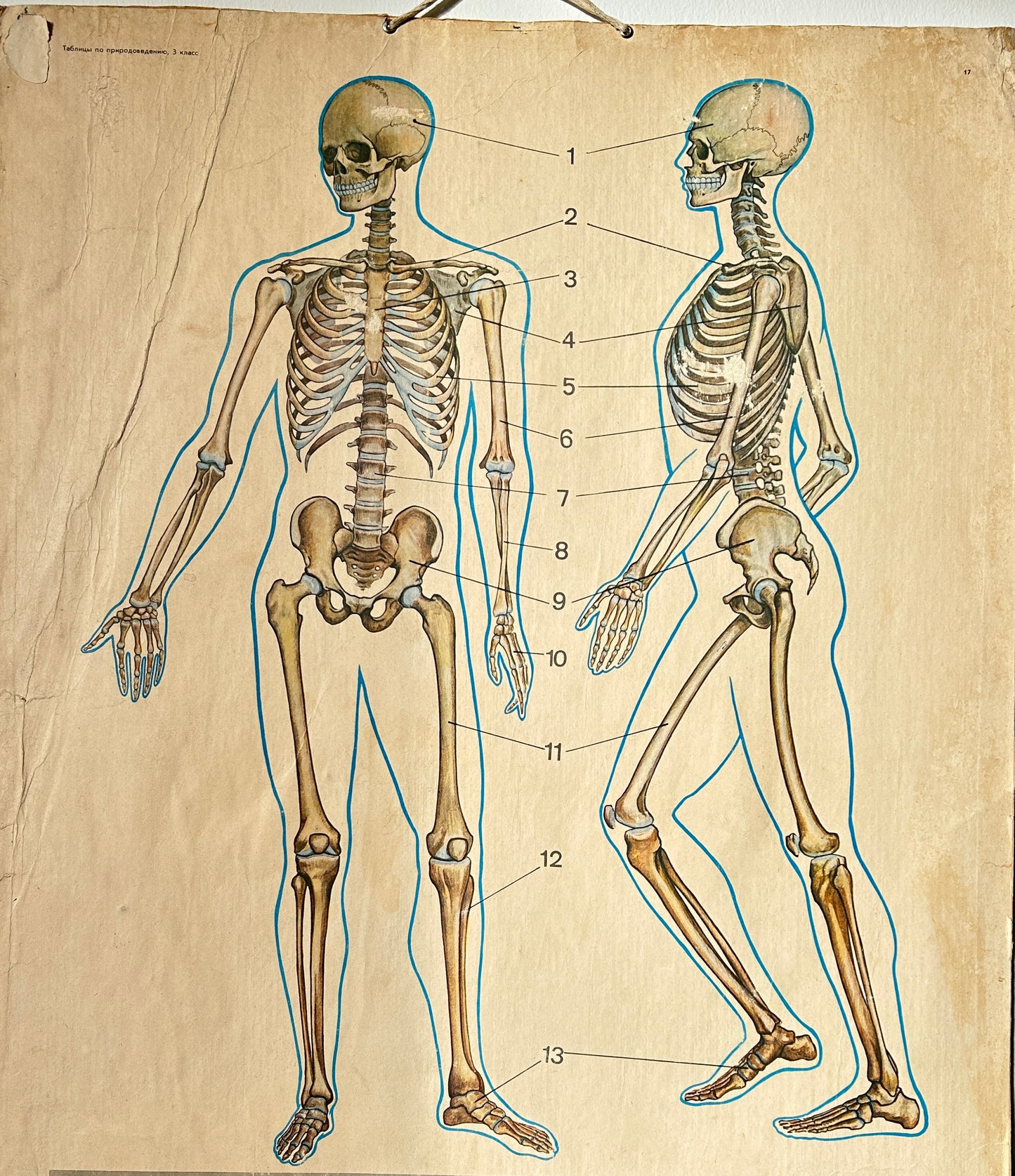 Soviet vintage anatomy poster depicting a human skeleton