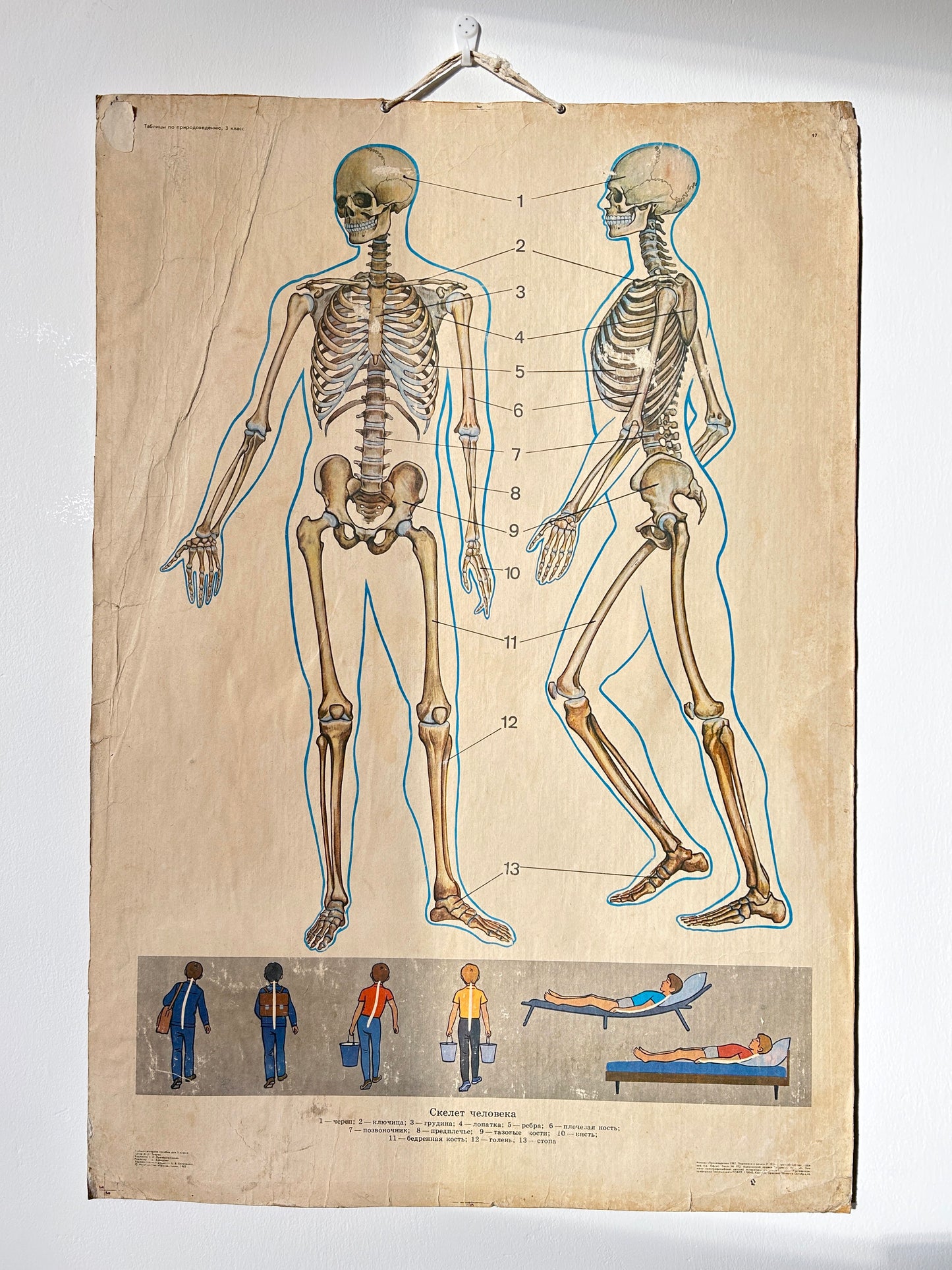 Soviet vintage anatomy school chart depicting human skeleton and posture