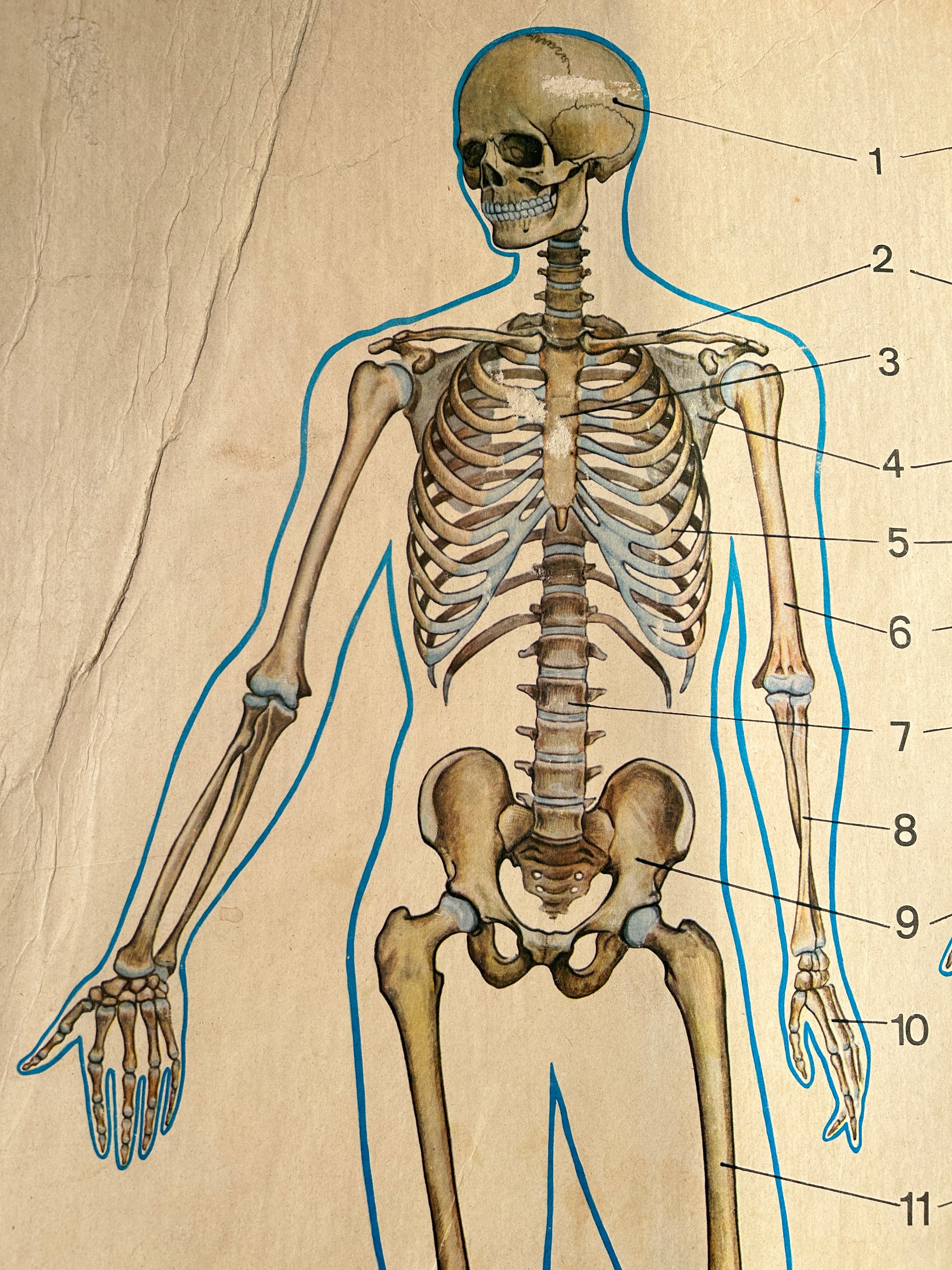 Soviet vintage anatomy poster depicting a human skeleton