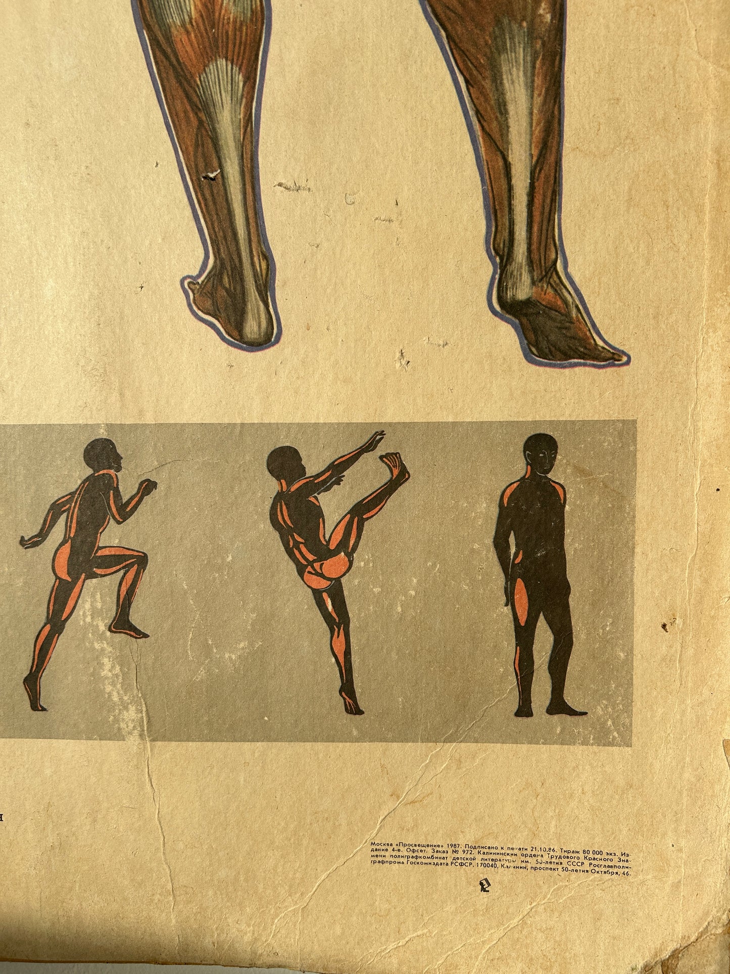 detail of soviet vintage anatomy poster depicting different muscle groups in use 