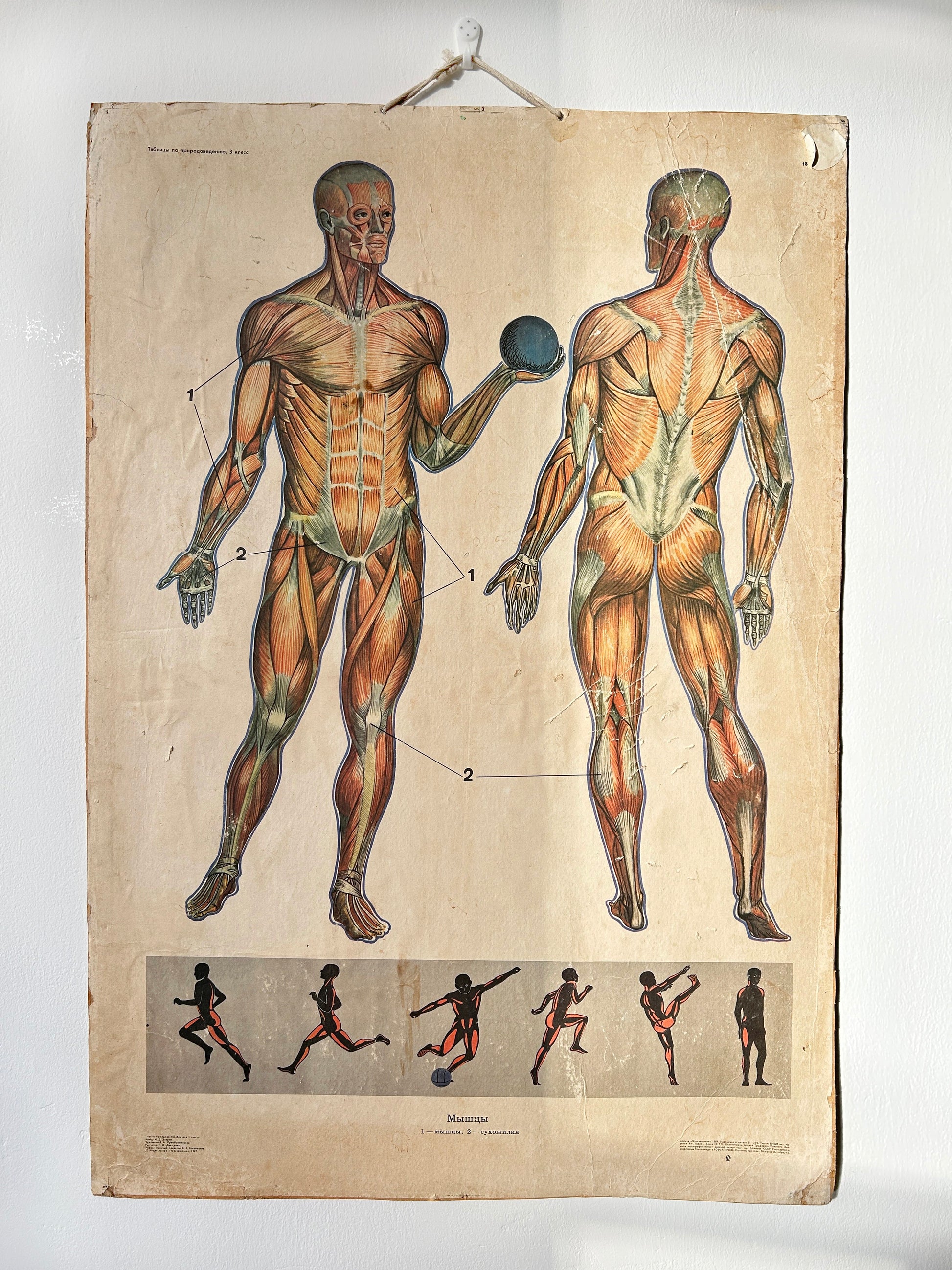 Soviet vintage anatomy poster depicting a human muscular system