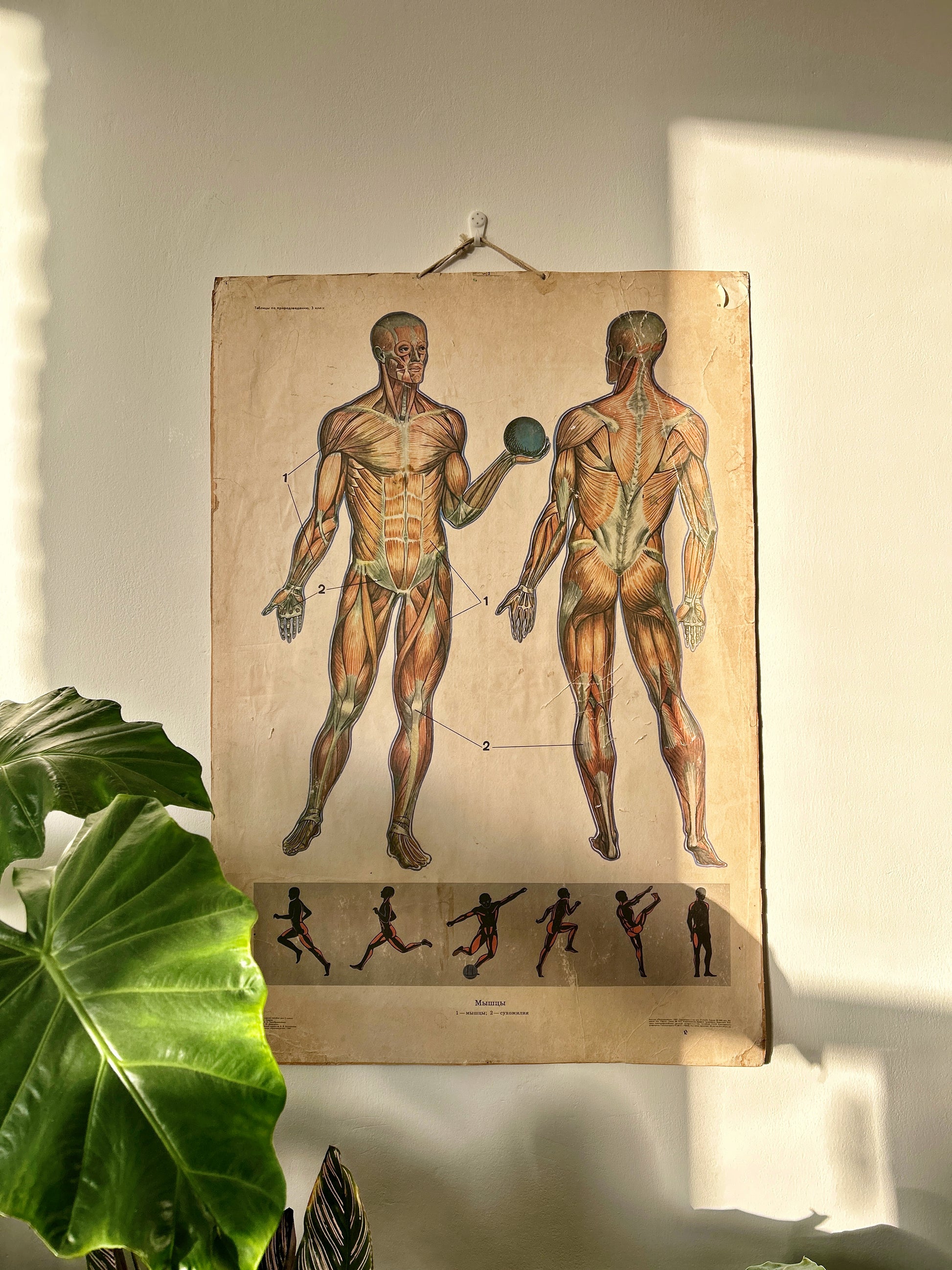 Soviet vintage human anatomy school chart illustrating human muscular system