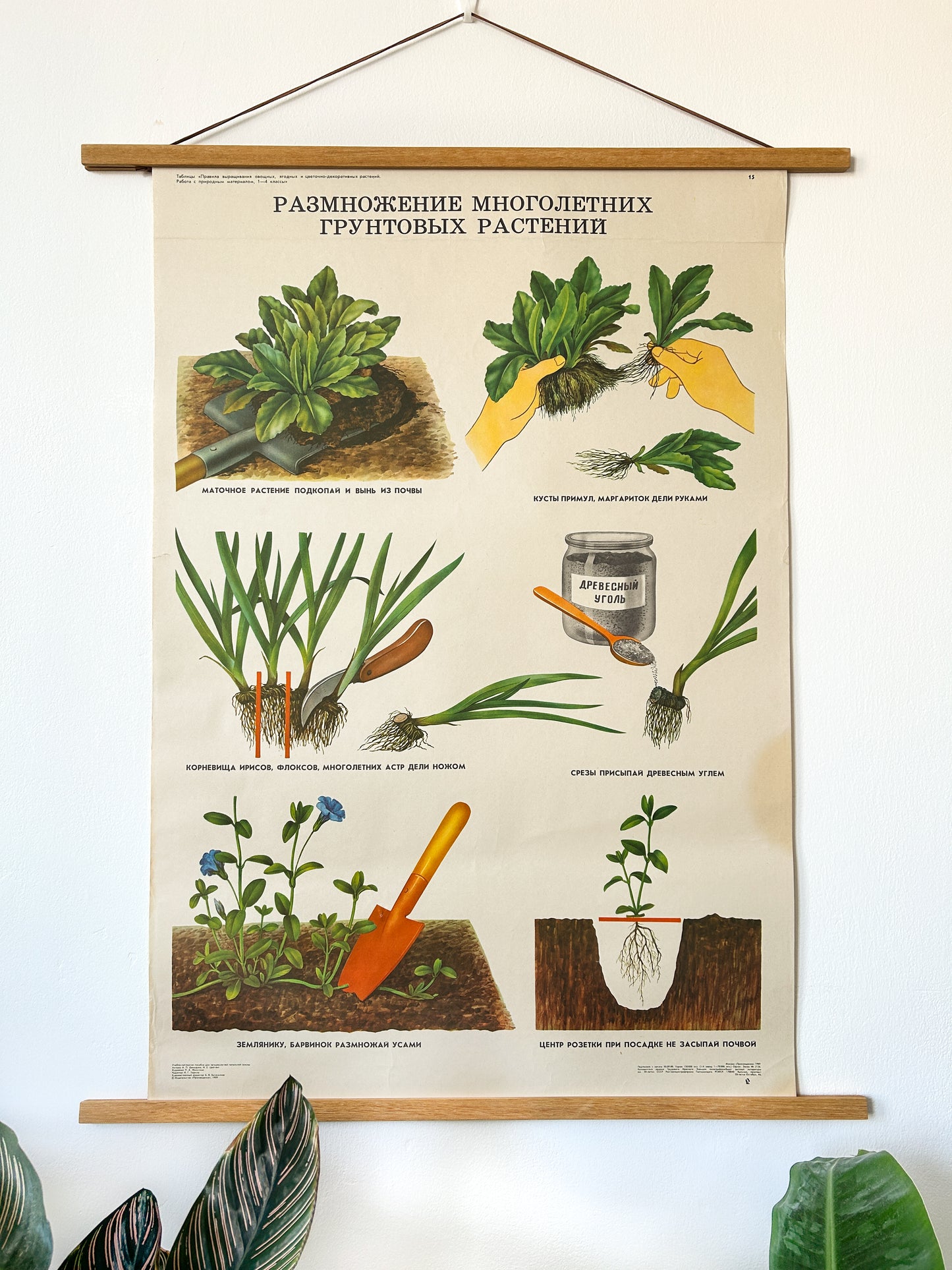 Propagating Perennial Plants - Original Soviet Vintage Educational School Poster | USSR Botanical School Chart