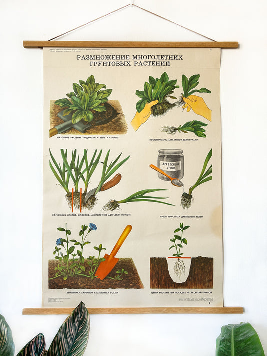 An original Soviet vintage educational botanical school poster with illustrations of houseplant propagation, hanging from a wooden rod on a white wall with decorative leaves at the bottom.